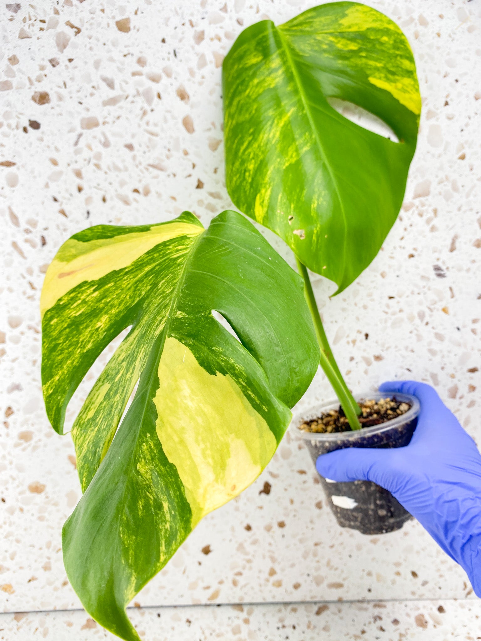 Monstera Aurea Tricolor 2 leaf top cutting