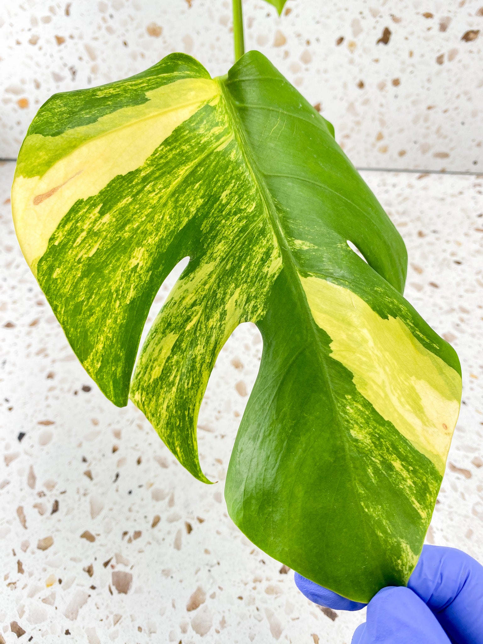 Monstera Aurea Tricolor 2 leaf top cutting