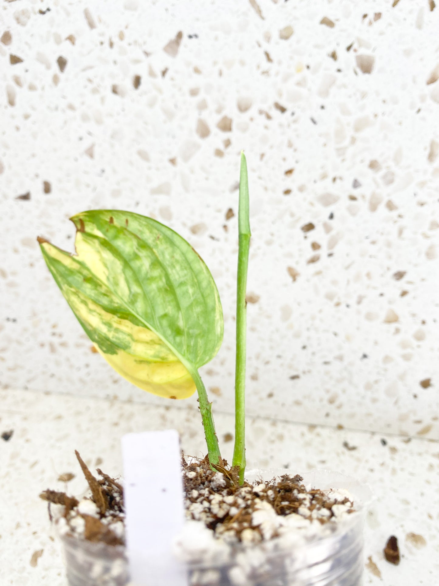 Monstera Peru Variegated 1 leaf with shoot (rooting)