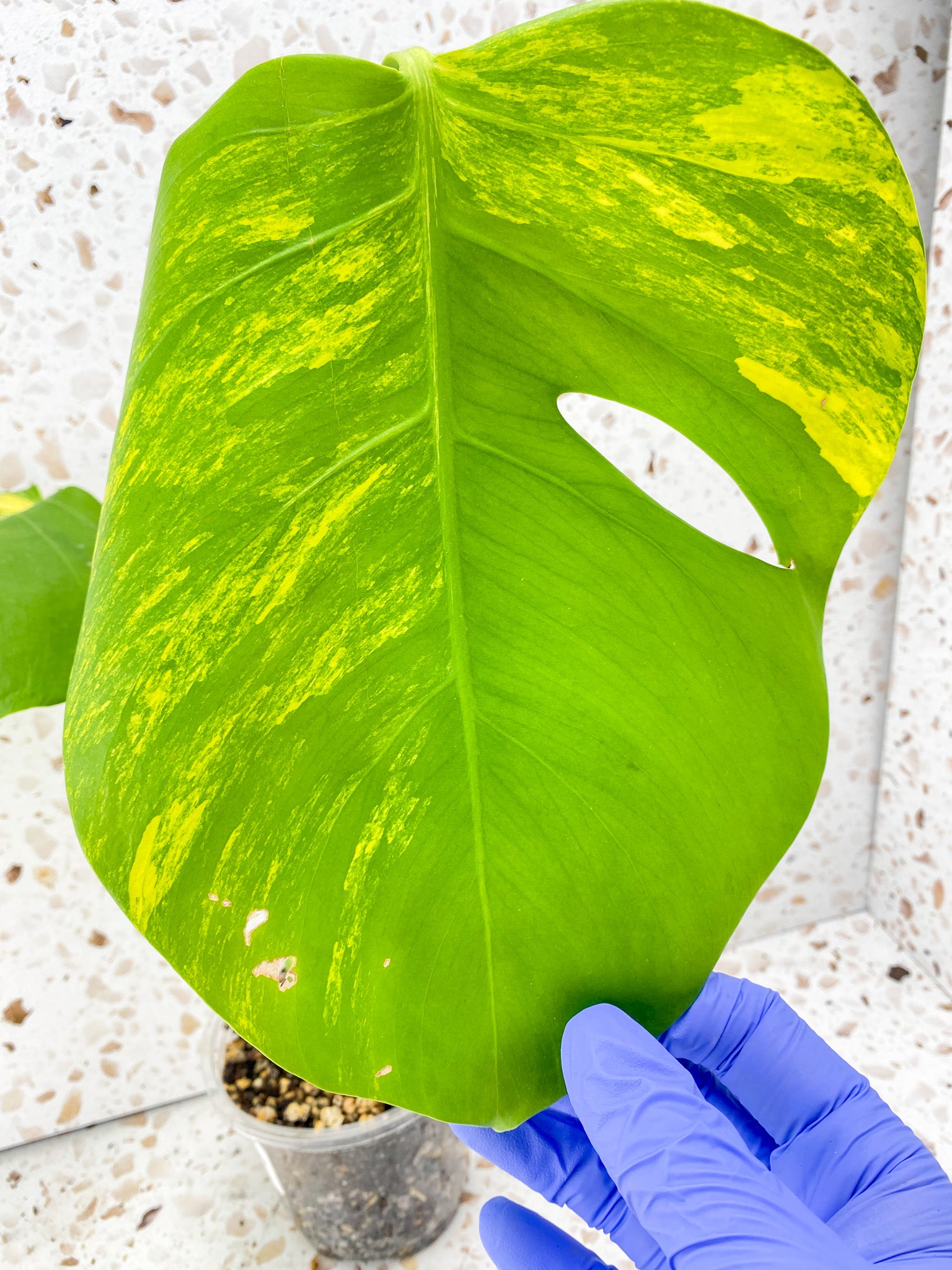 Monstera Aurea Tricolor 2 leaf top cutting