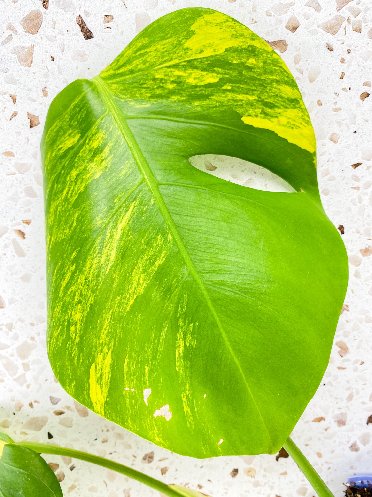 Monstera Aurea Tricolor 2 leaf top cutting