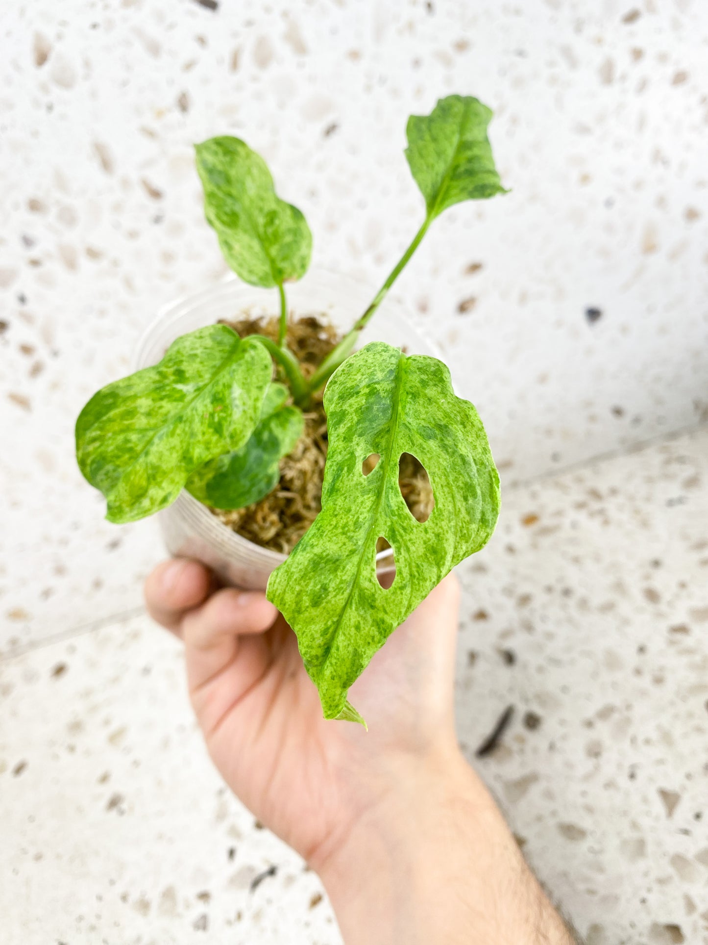 Monstera Laniata Mottled Variegated 5 leaf top cutting (rooting)