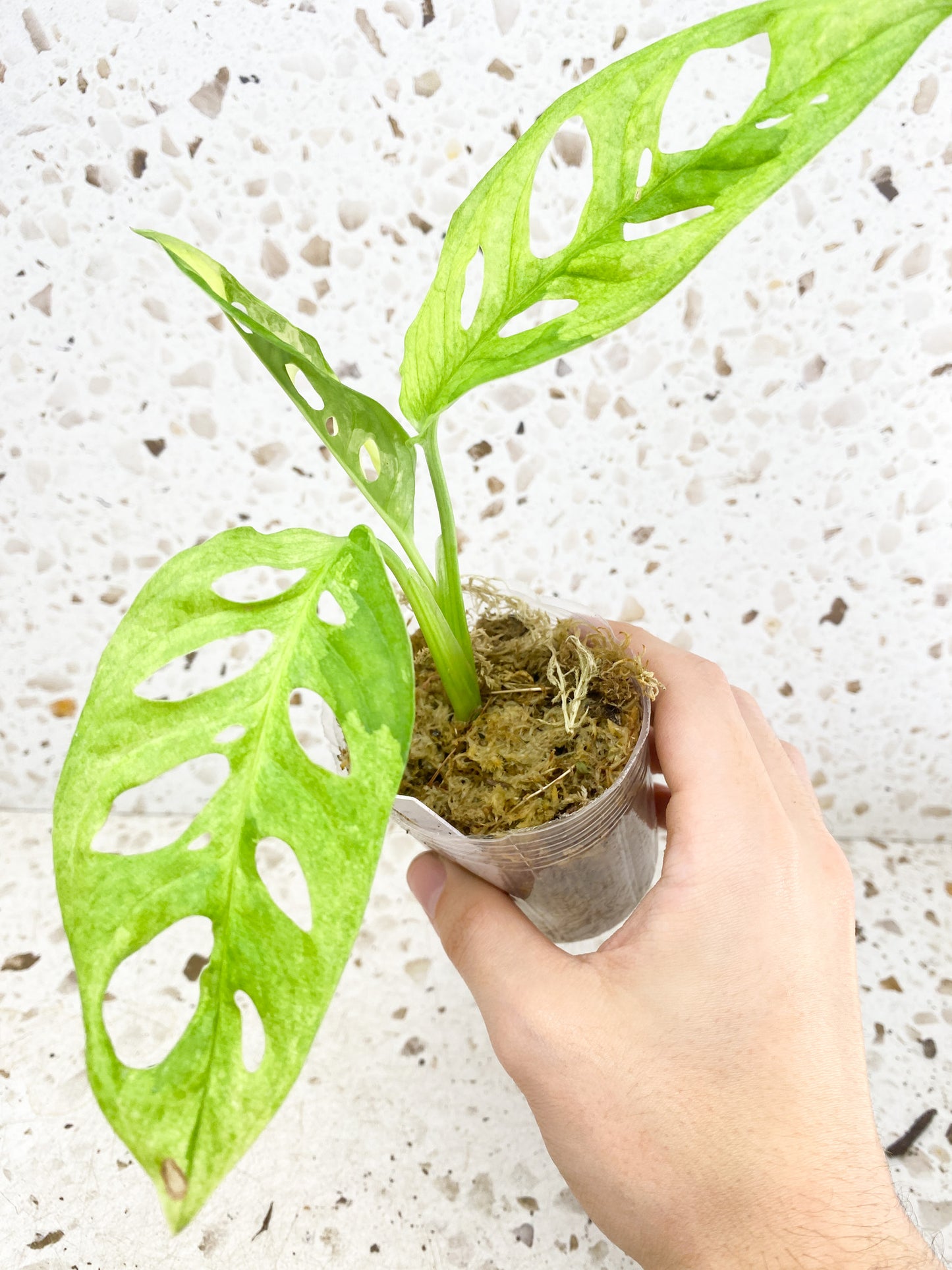 Monstera Adansonii Albo Mint Tricolor 3 leaf top cutting (rooting)