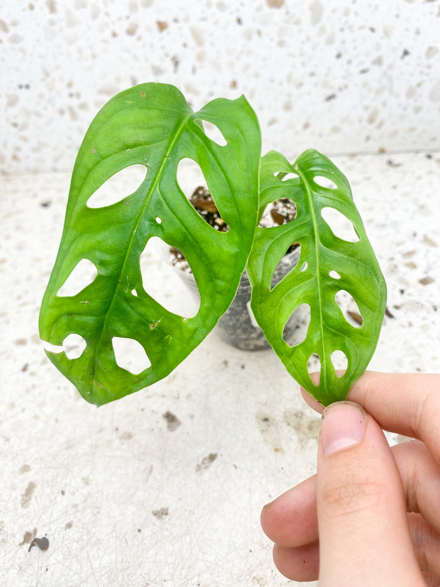 FREE Monstera Adansonii Aurea 2 leaf top cutting (reverted)