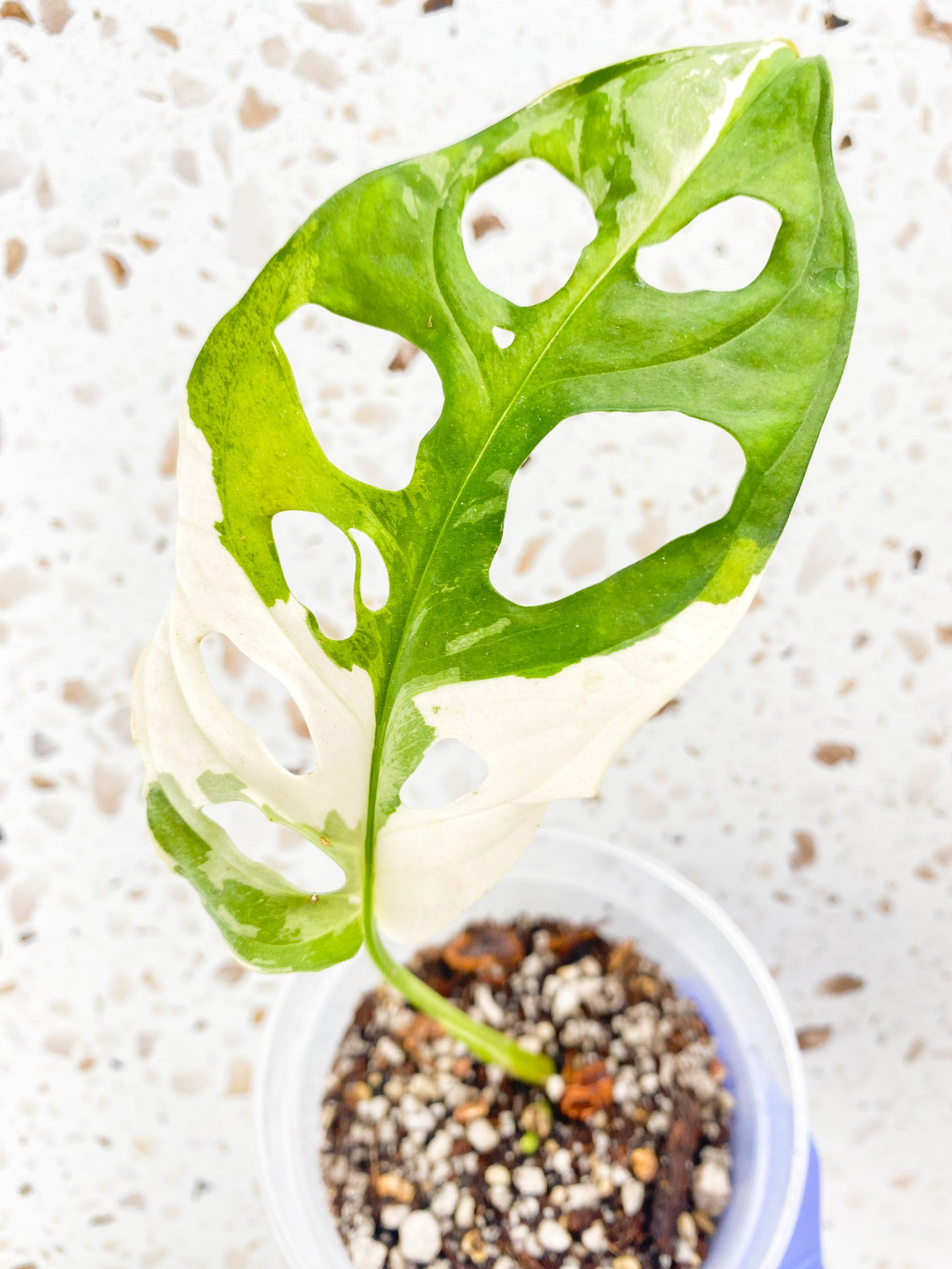 Monstera Adansonii Japanese Tricolor 1 leaf with sprout