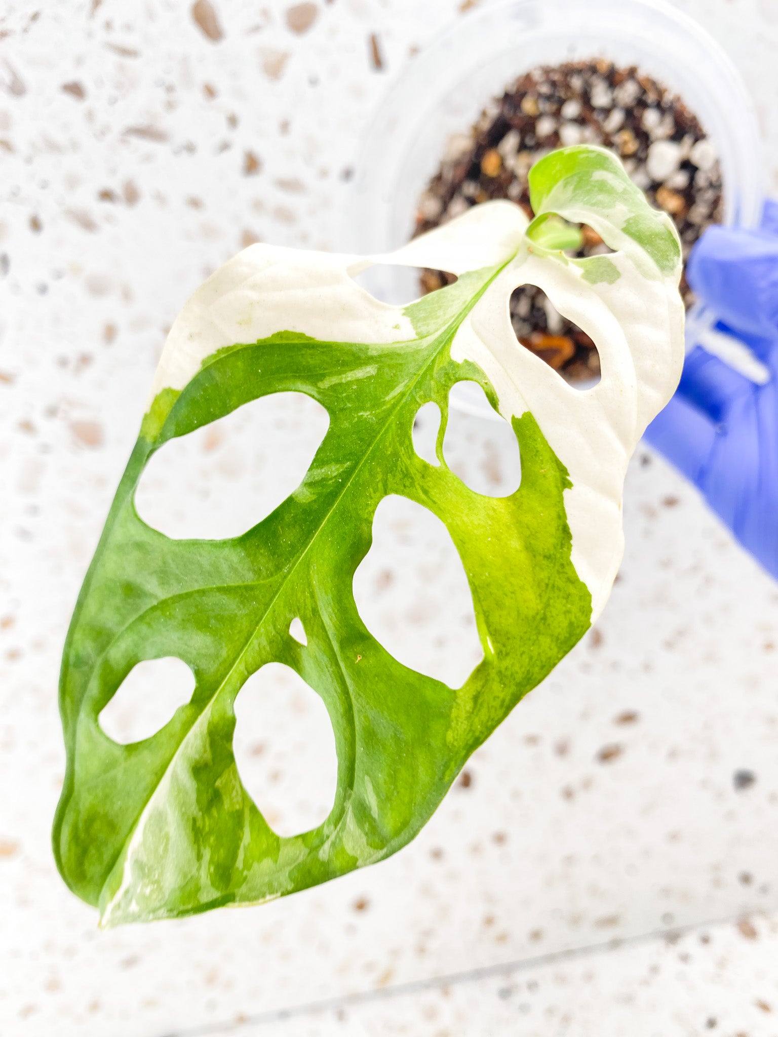 Monstera Adansonii Japanese Tricolor 1 leaf with sprout