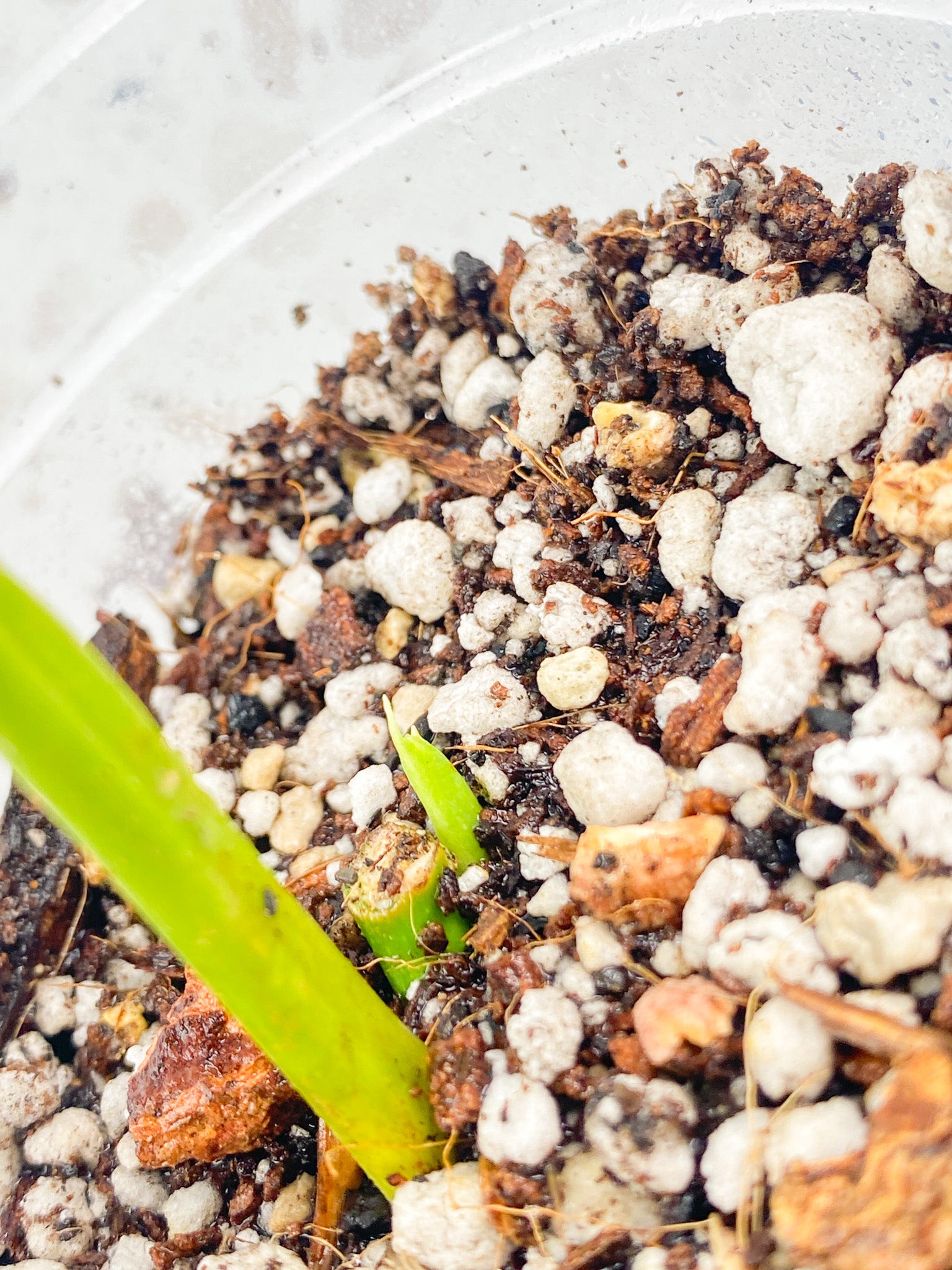 Monstera Adansonii Japanese Tricolor 1 leaf with sprout