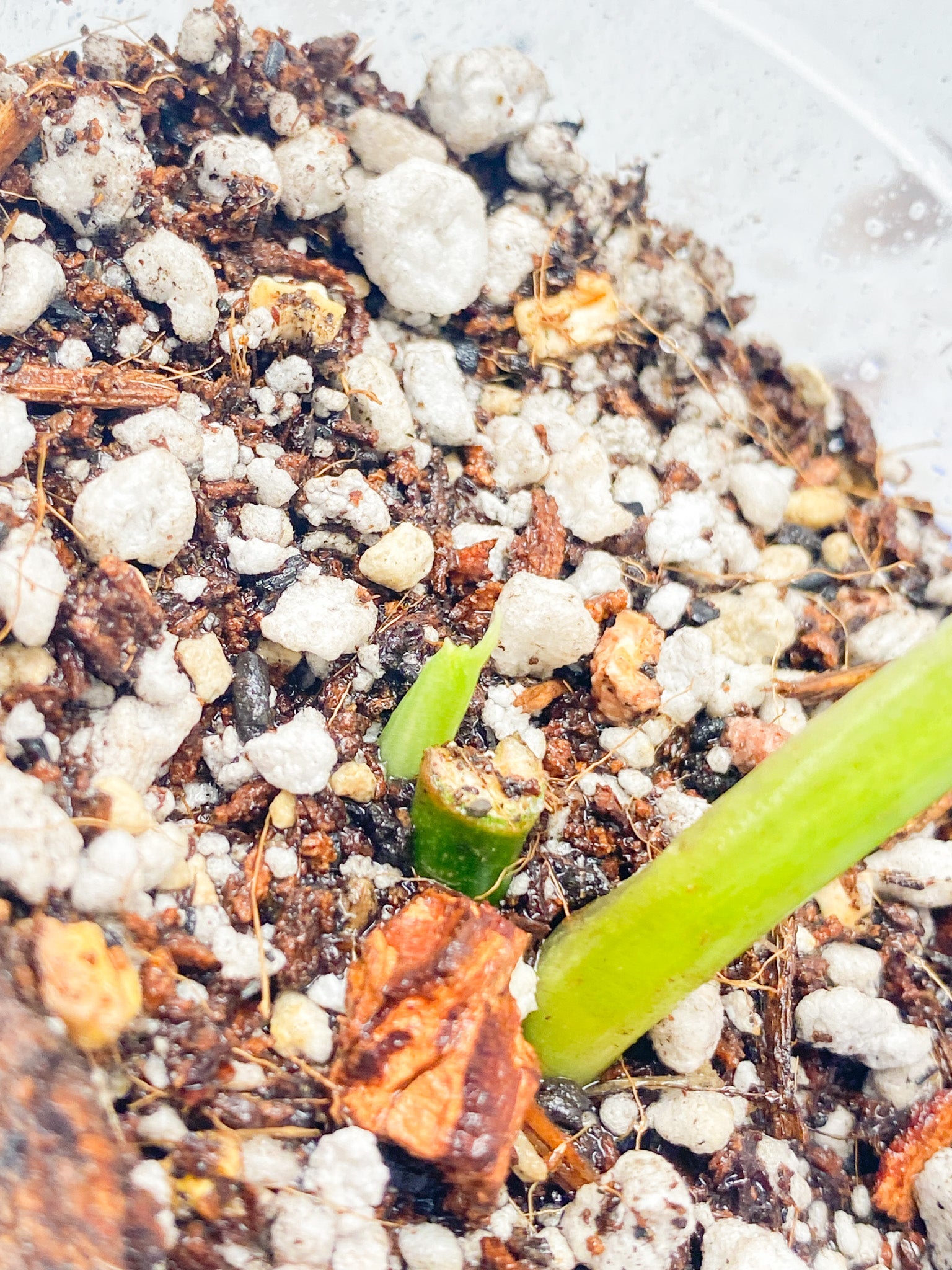 Monstera Adansonii Japanese Tricolor 1 leaf with sprout