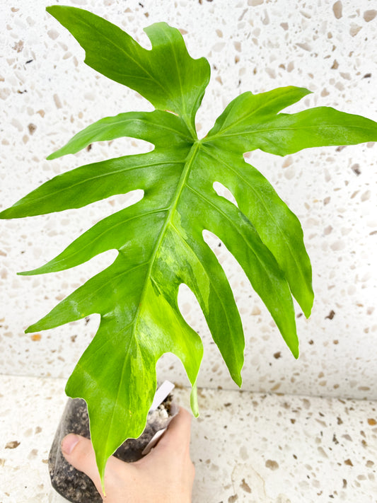 *Philodendron/Thaumatophyllum Radiatum Variegated 1 big leaf (rooting)