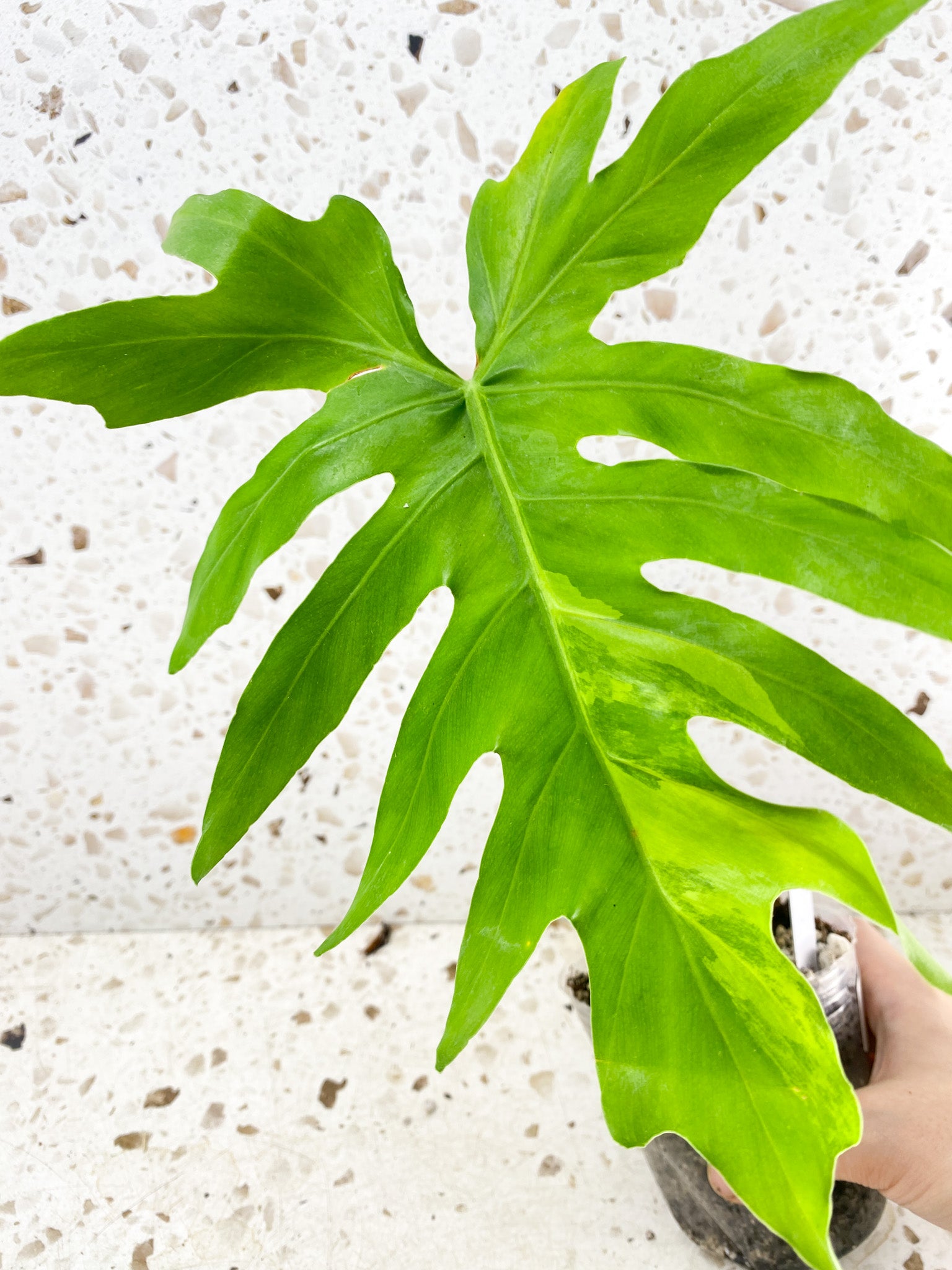 *Philodendron/Thaumatophyllum Radiatum Variegated 1 big leaf (rooting)