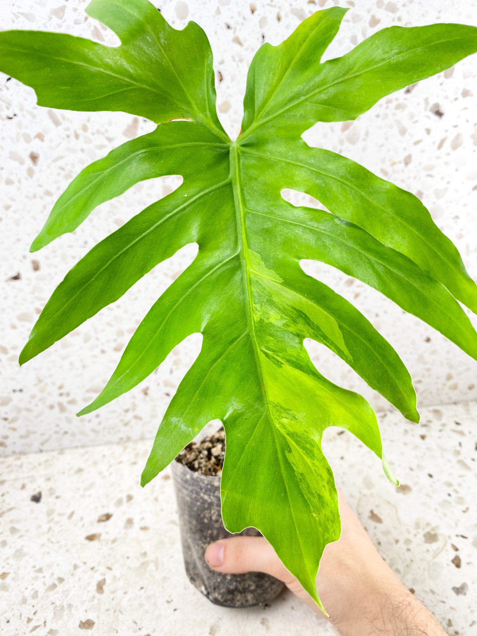 *Philodendron/Thaumatophyllum Radiatum Variegated 1 big leaf (rooting)