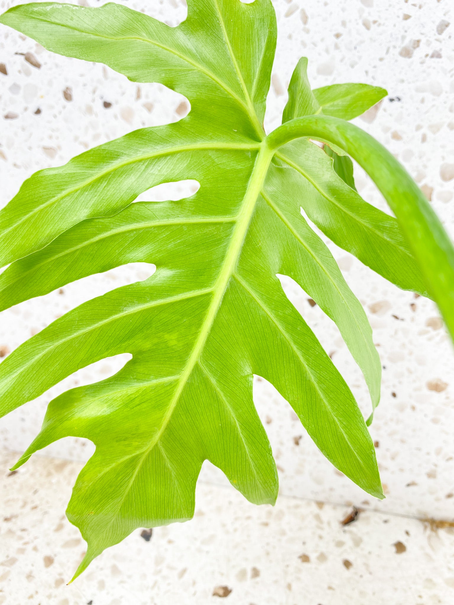 *Philodendron/Thaumatophyllum Radiatum Variegated 1 big leaf (rooting)