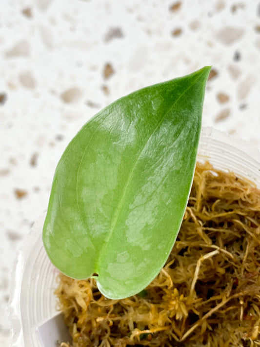 Scindapsus Black Mamba 1 new leaf top cutting (rooting)