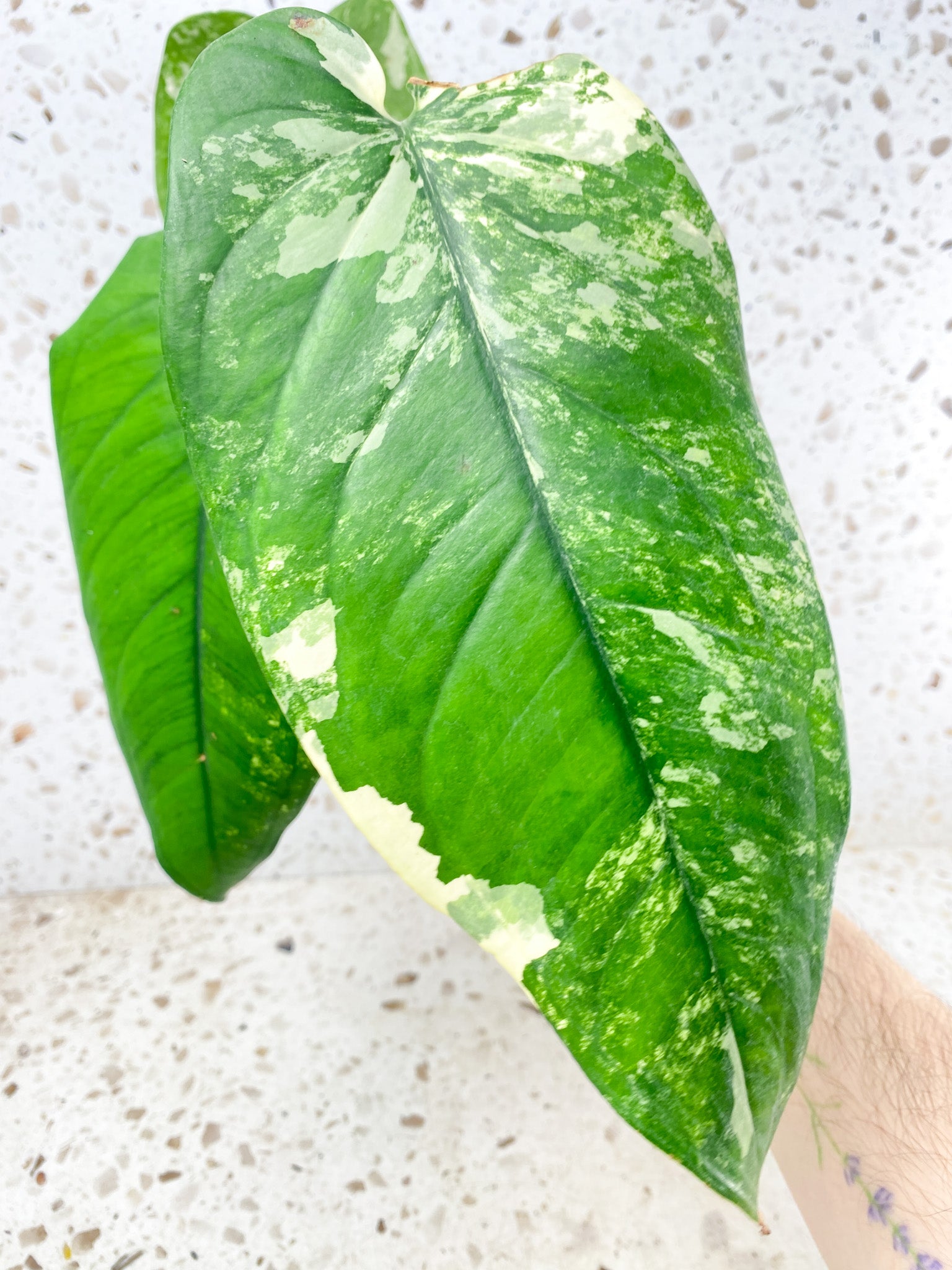 Syngonium Chiapense Variegated 3 leaf top cutting (rooting)