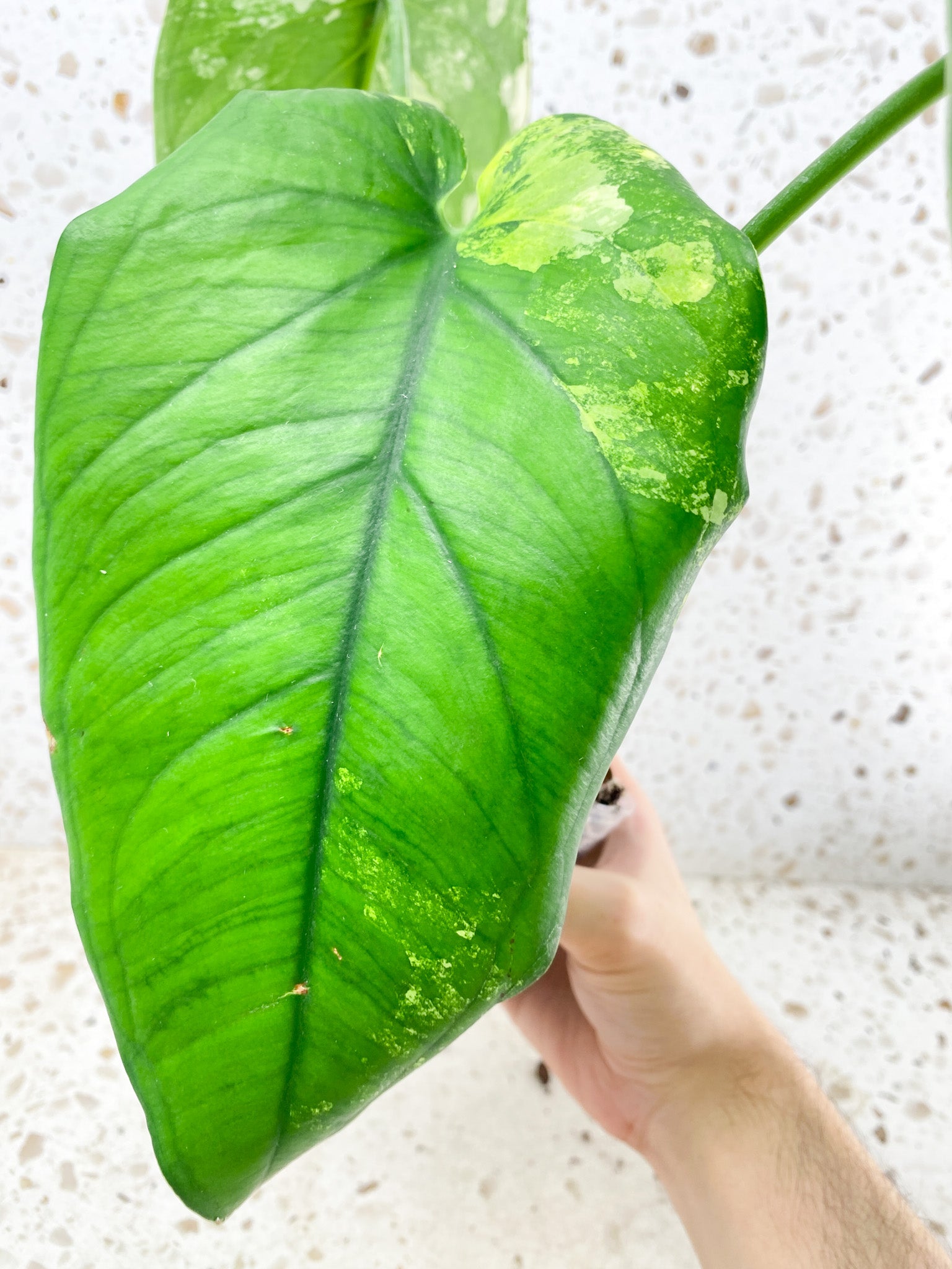 Syngonium Chiapense Variegated 3 leaf top cutting (rooting)