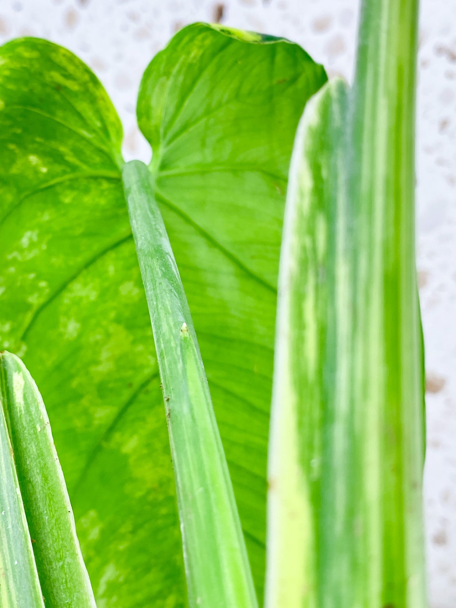 Syngonium Chiapense Variegated 3 leaf top cutting (rooting)