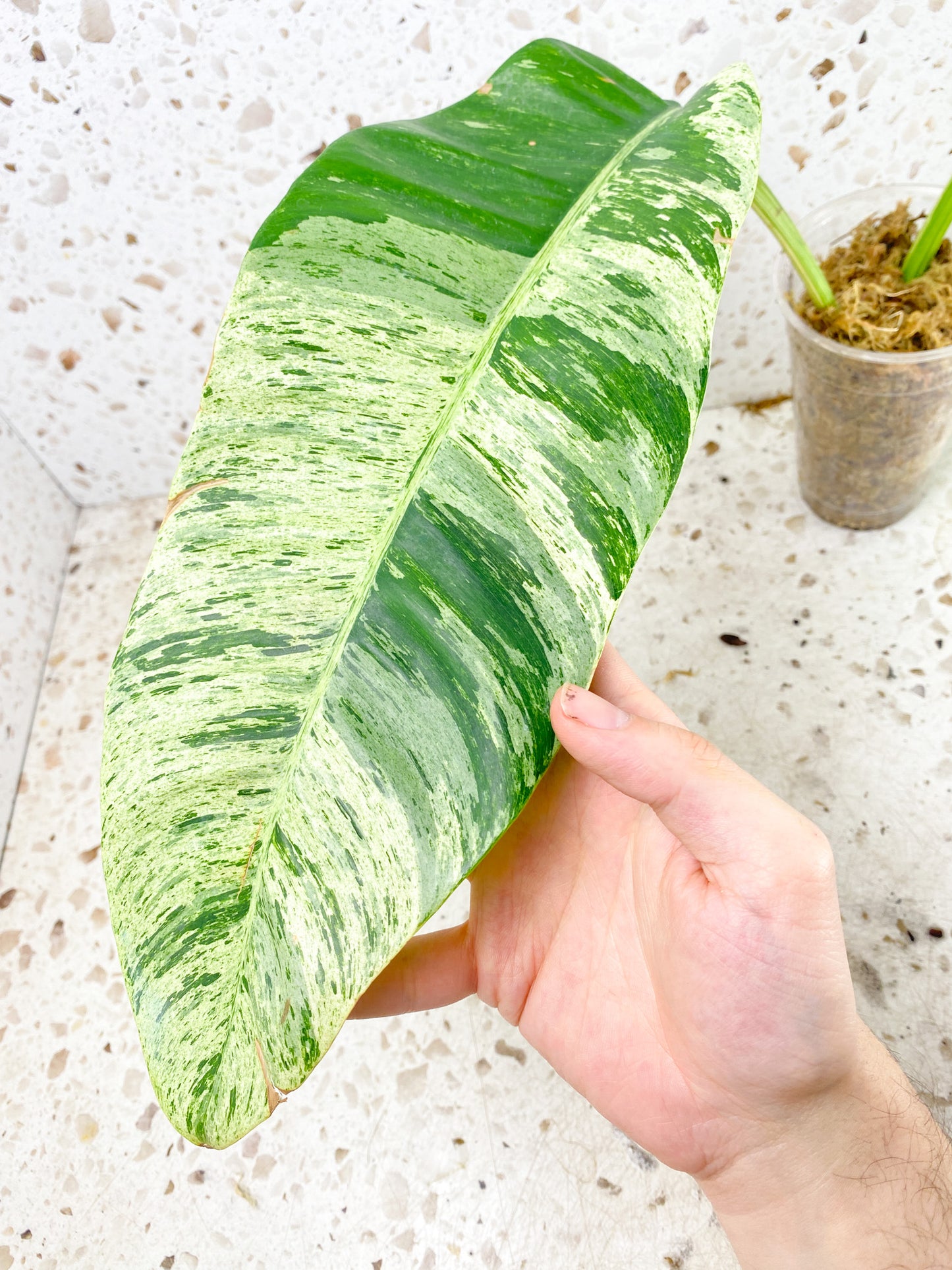 Epipremnum Giganteum Variegated 3 leaf top cutting (rooting)
