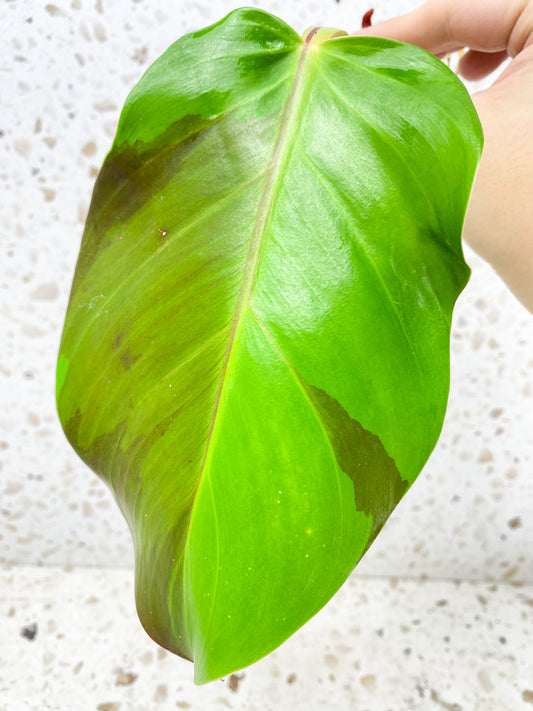 *Philodendron Red Moon Variegated 1 leaf with big sprout (rooting in water)