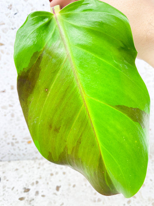 *Philodendron Red Moon Variegated 1 leaf with big sprout (rooting in water)