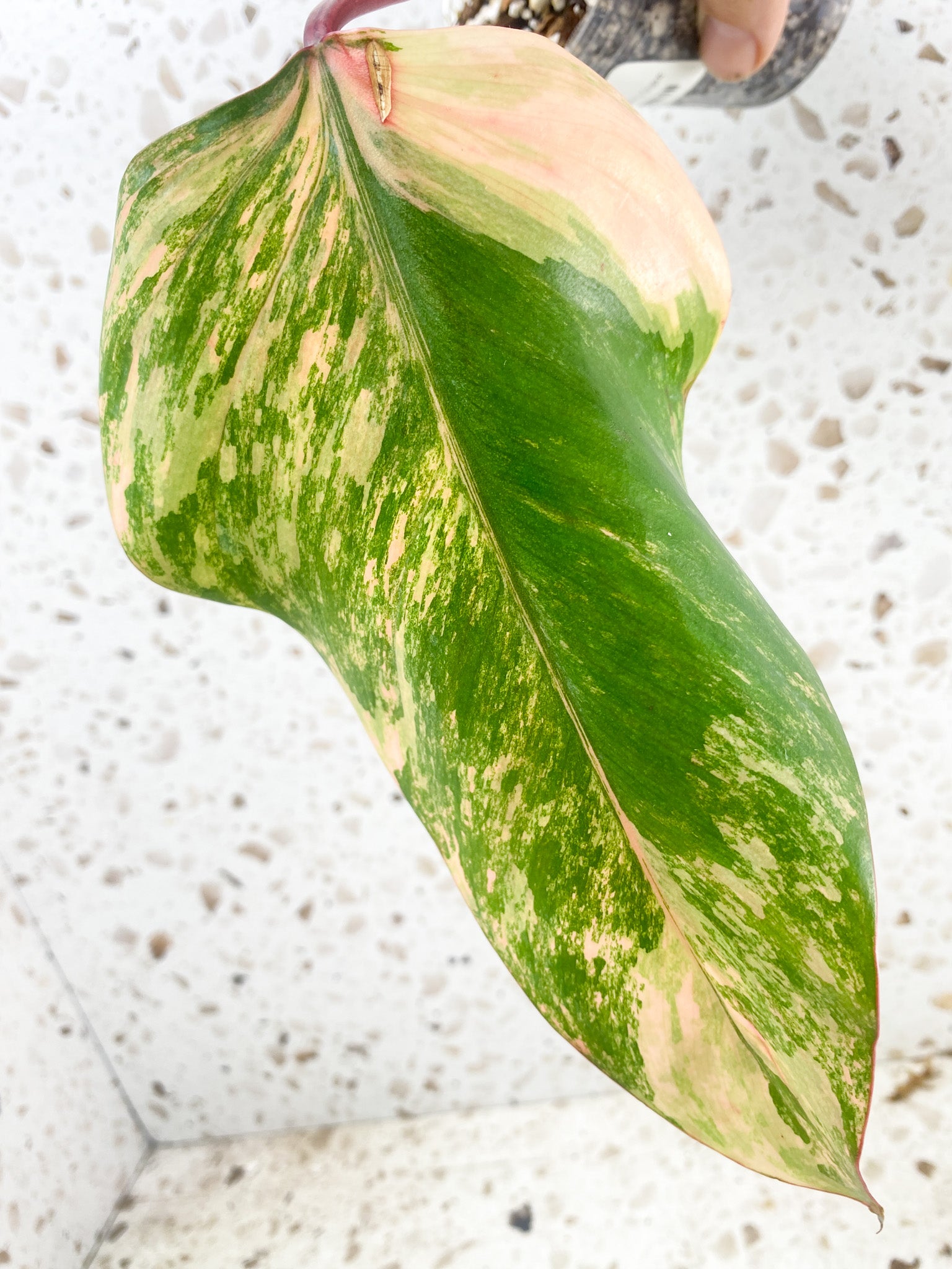 *Philodendron Strawberry Shake 1 leaf (rooting)