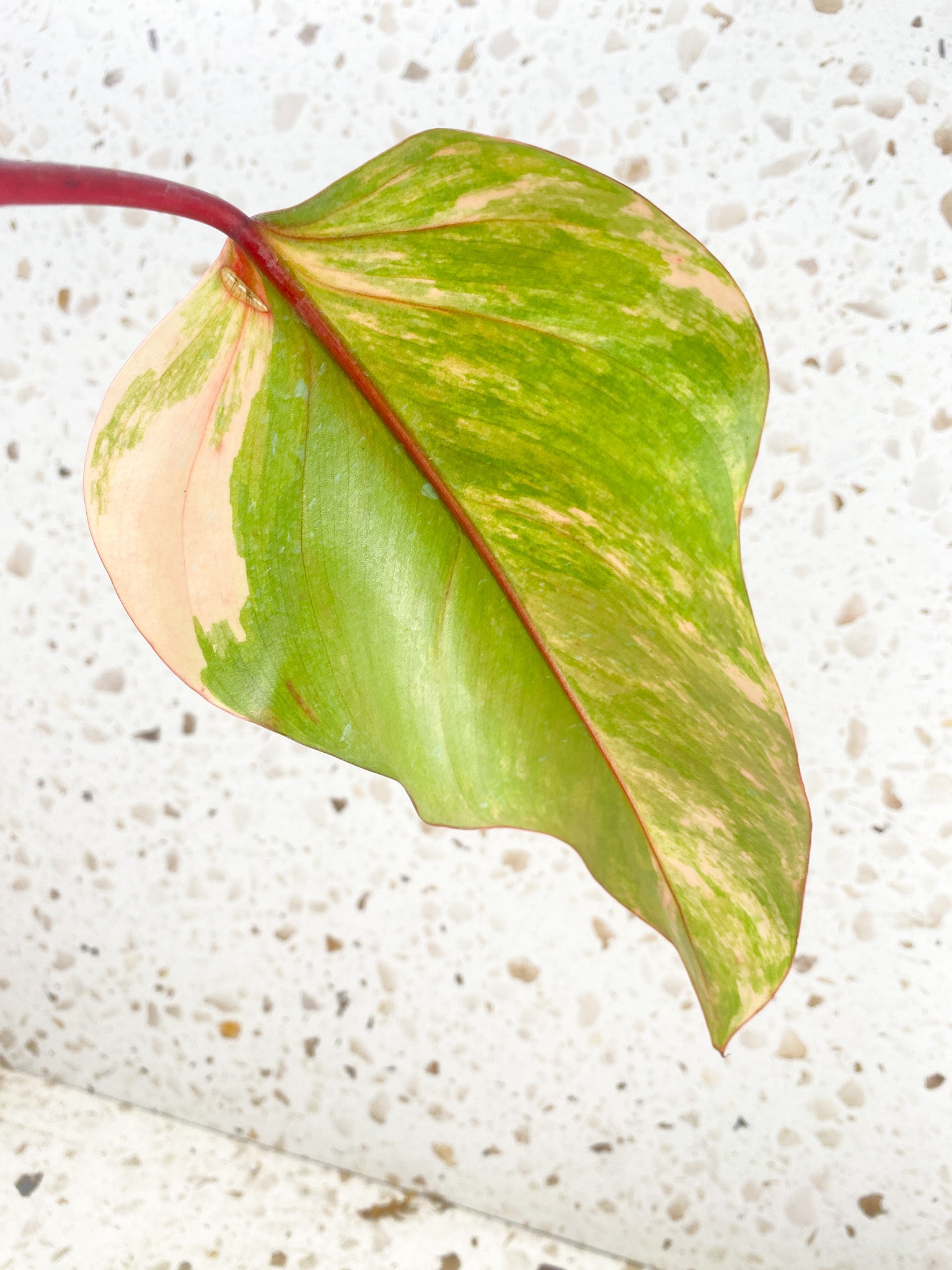 *Philodendron Strawberry Shake 1 leaf (rooting)