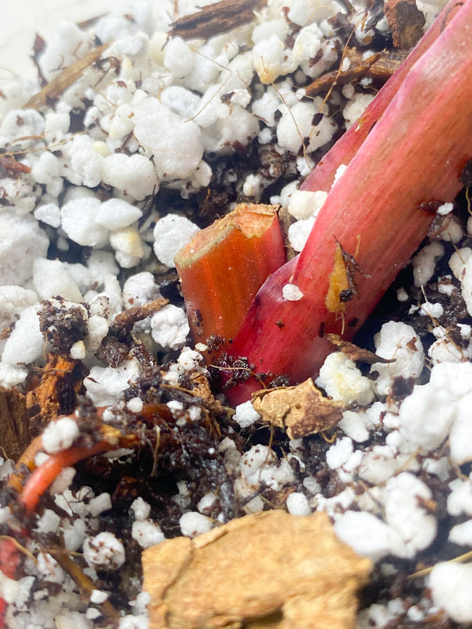 *Philodendron Strawberry Shake 1 leaf (rooting)