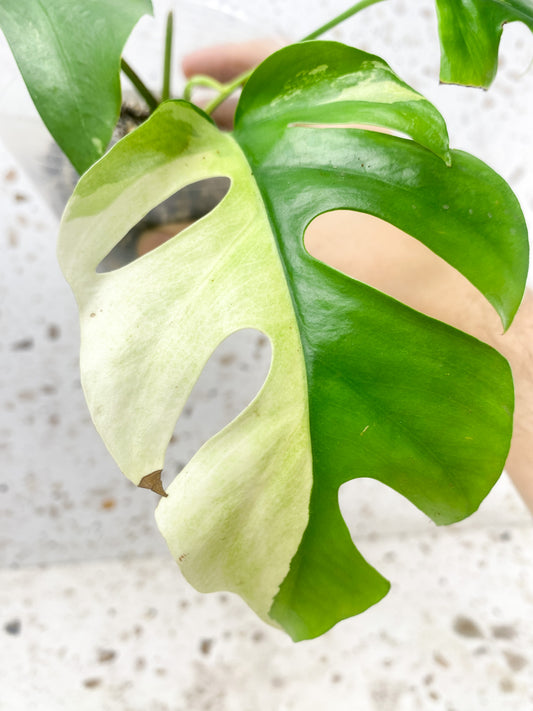 *Rhaphidophora Tetrasperma Variegated 3 leaves 1 shoot top cutting (slightly rooted)