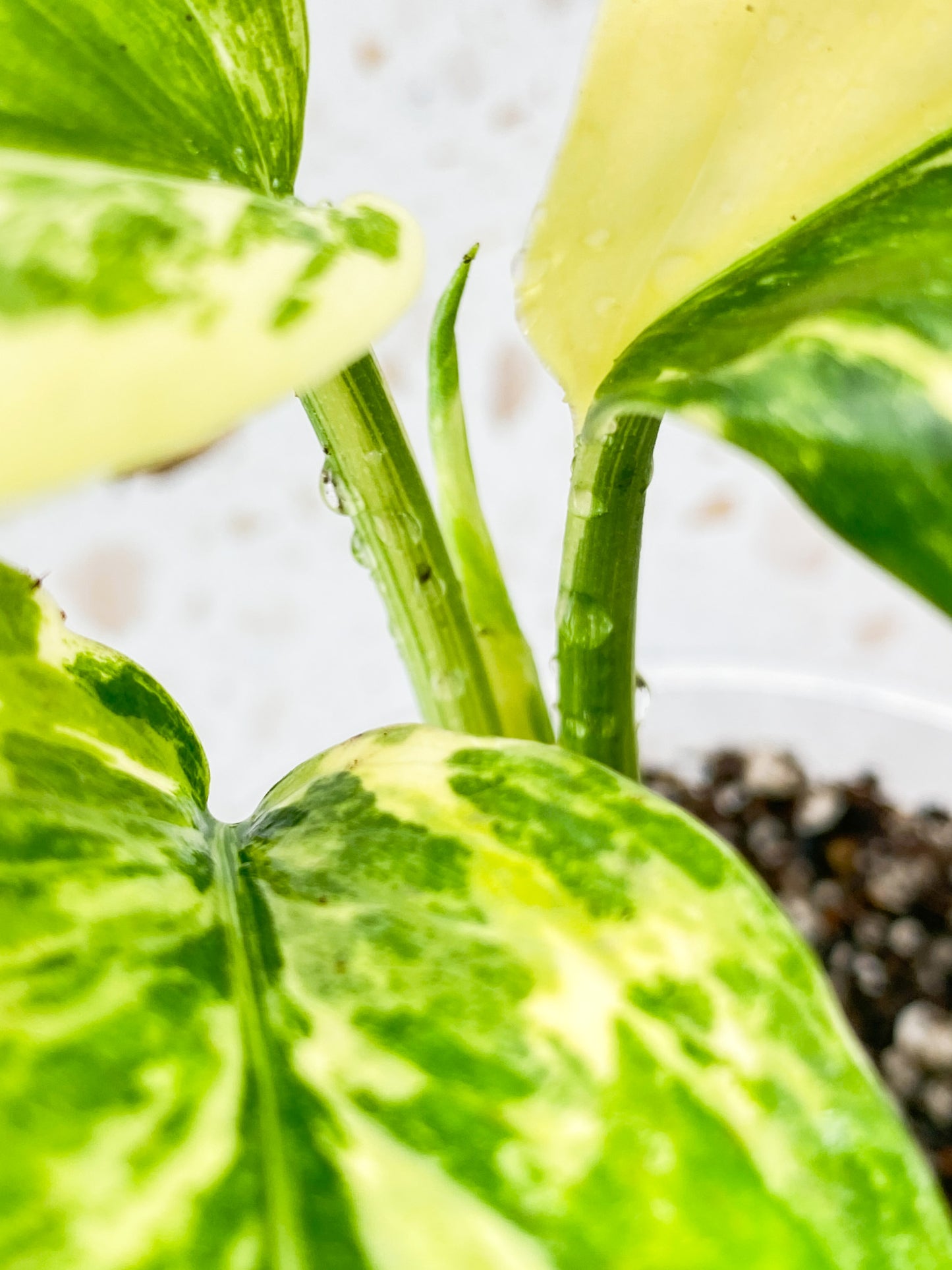 Monstera Lechleriana Variegated 3 leaves top cutting
