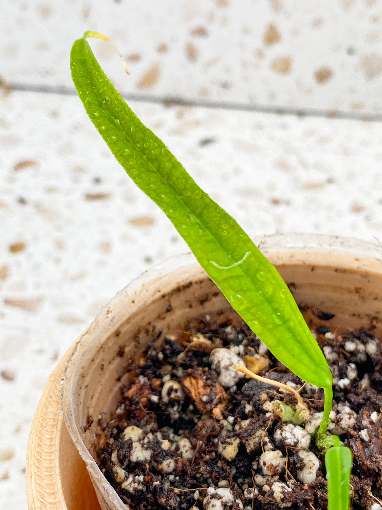 Anthurium Lutheri 2 leaves