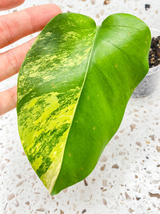 Monstera Aurea Tricolor 1 leaf
