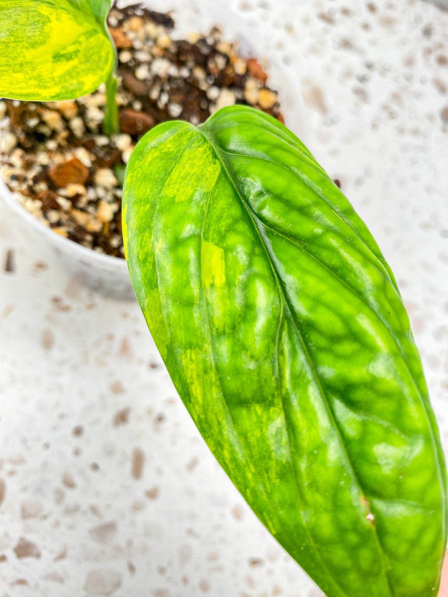 Monstera Peru Variegated 2 leaf top cutting