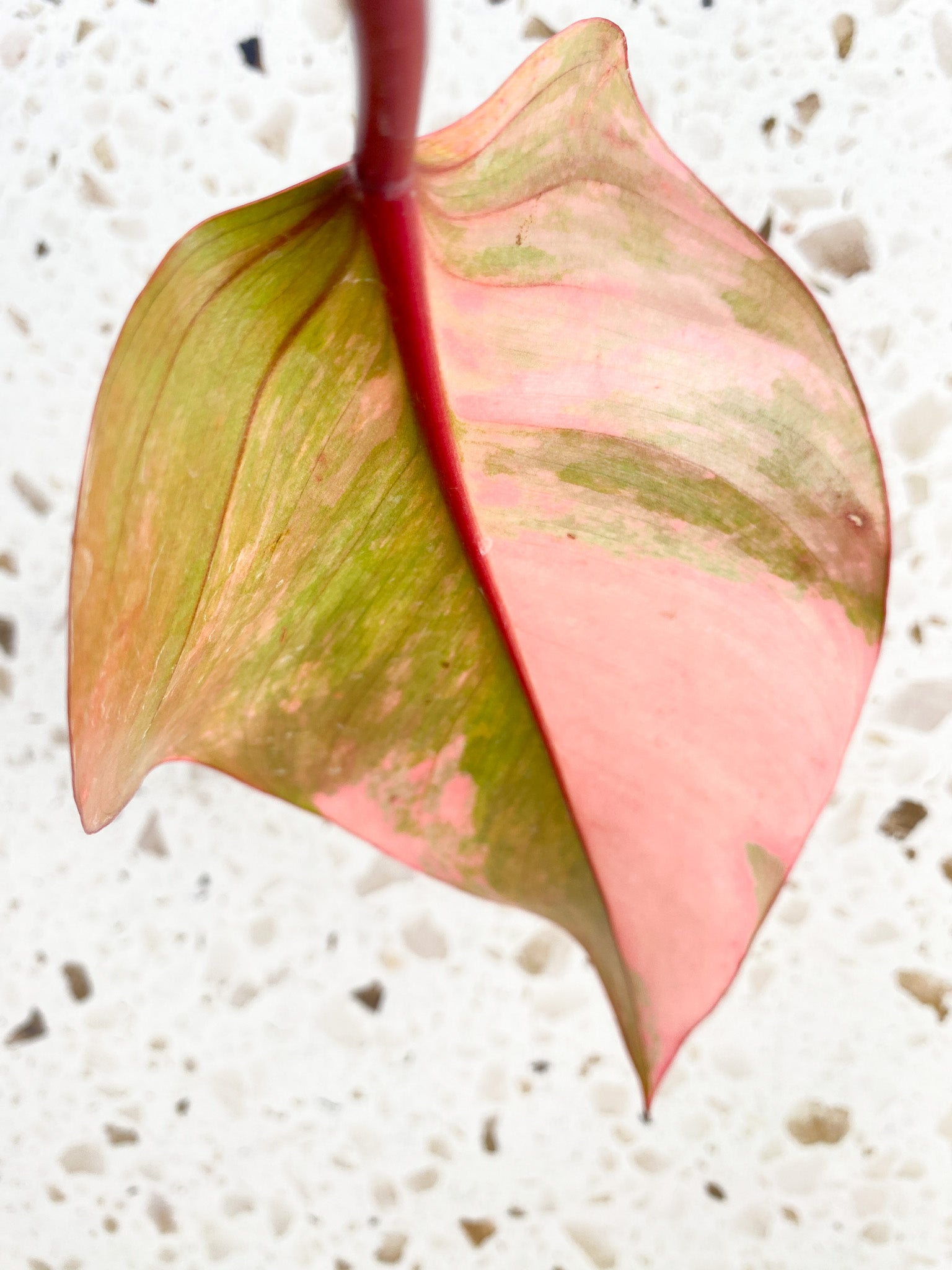 *Philodendron Strawberry Shake 1 leaf (rooting)