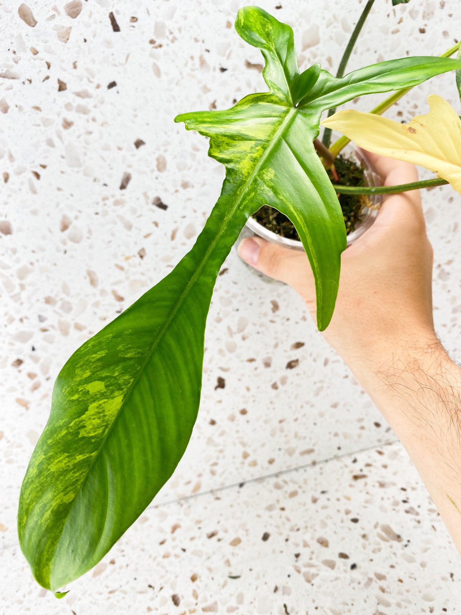 Philodendron Florida Beauty 3 leaves 1 shoot top cutting
