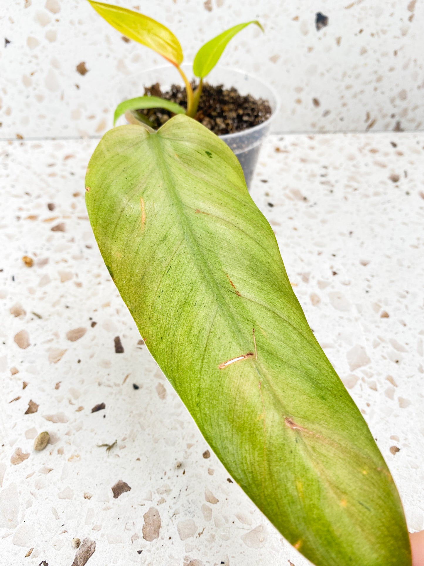 Philodendron Whipple Way 4 leaf top cutting