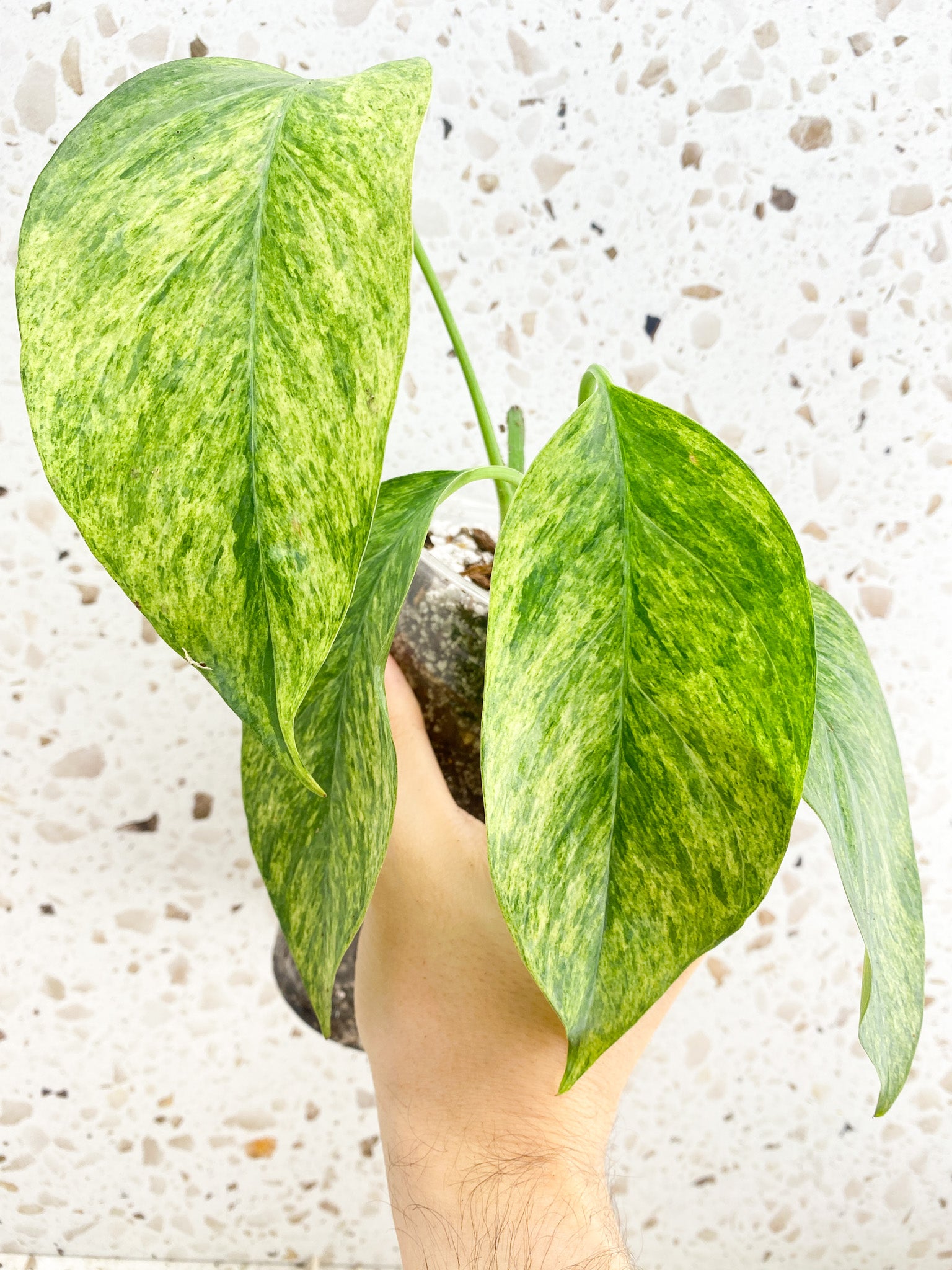 Epipremnum Mint Variegated 4 leaves (slightly rooted)