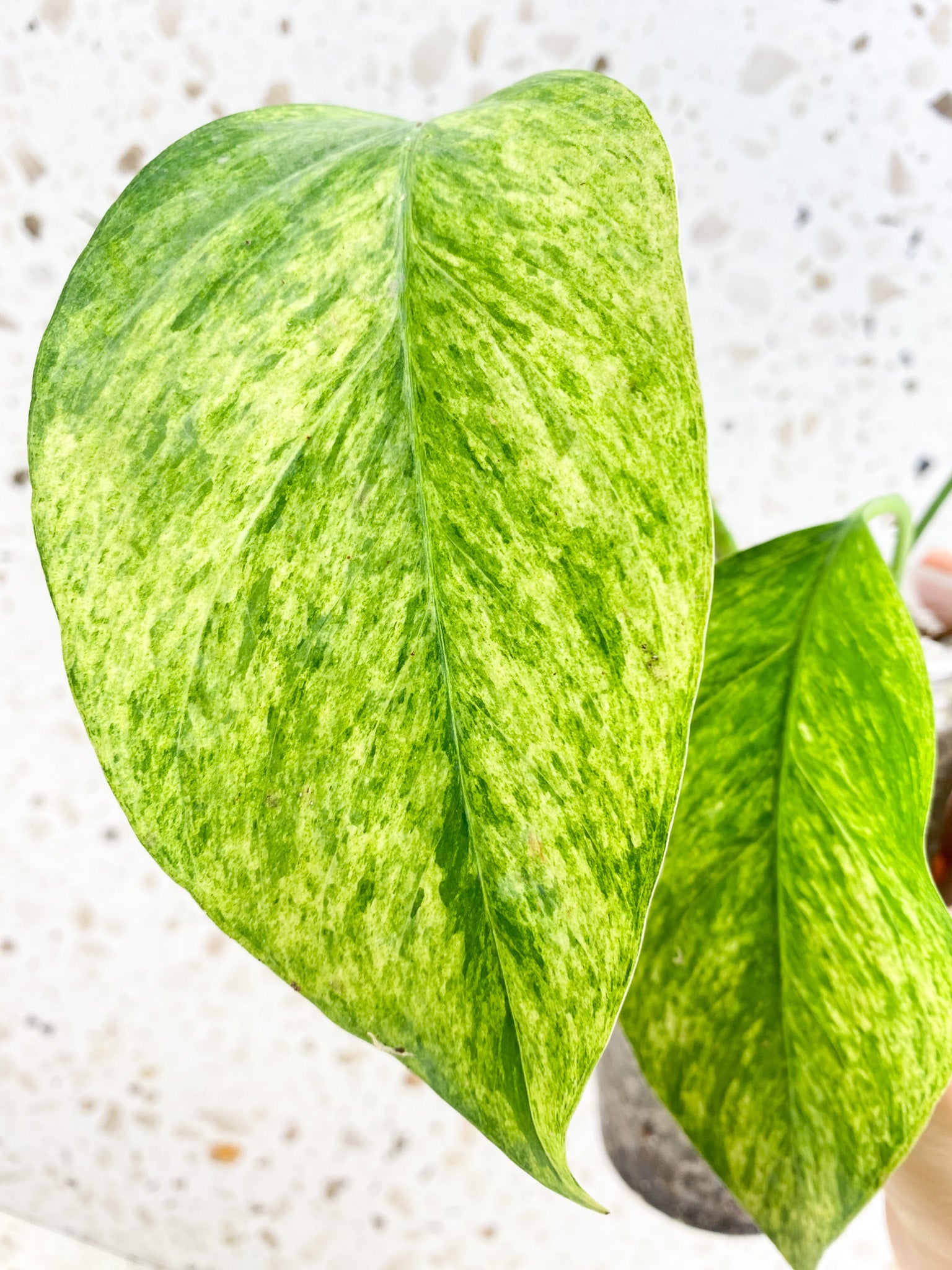 Epipremnum Mint Variegated 4 leaves (slightly rooted)