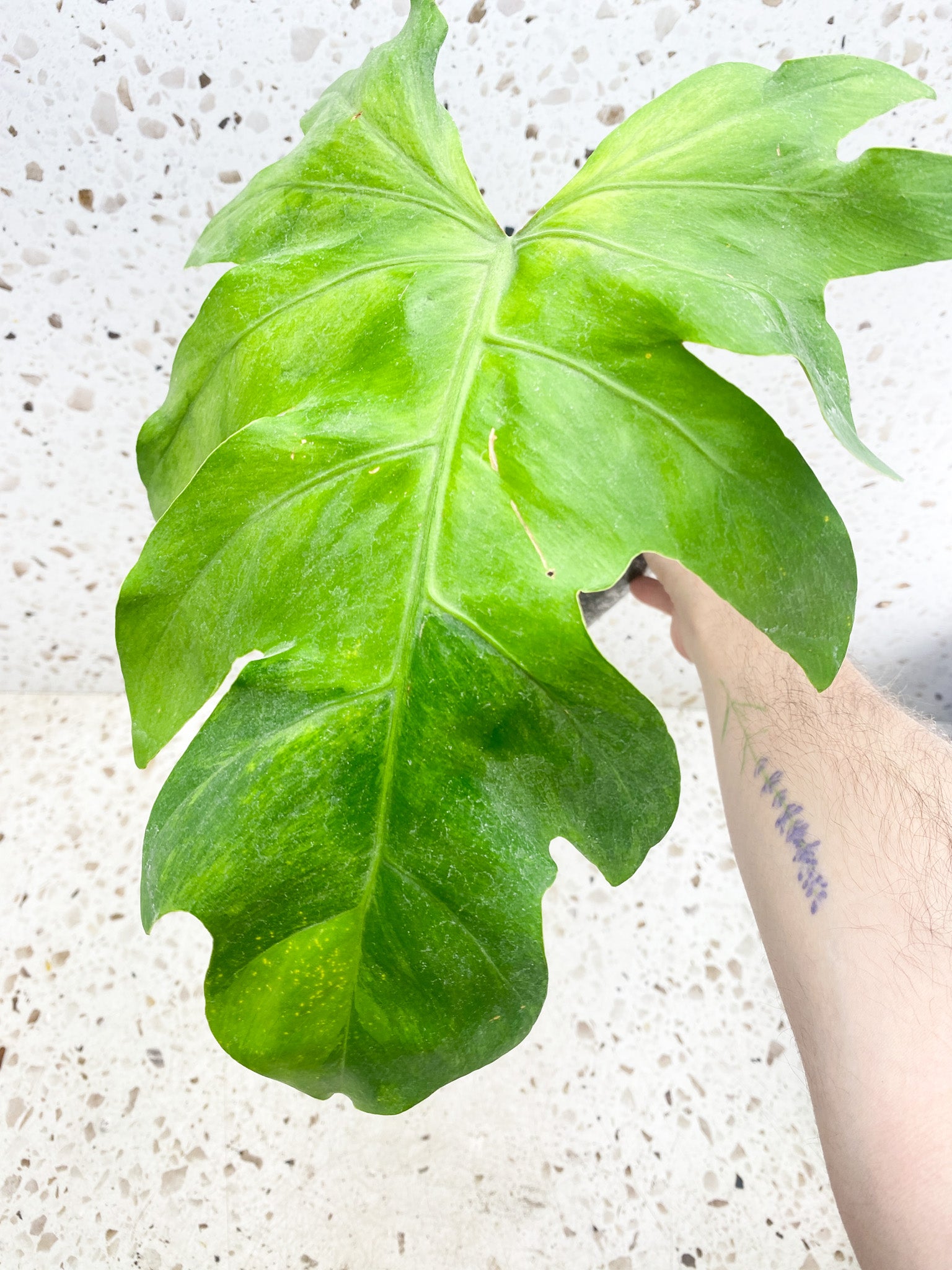 *Philodendron/Thaumatophyllum Radiatum Variegated 1 leaf (slightly rooted)