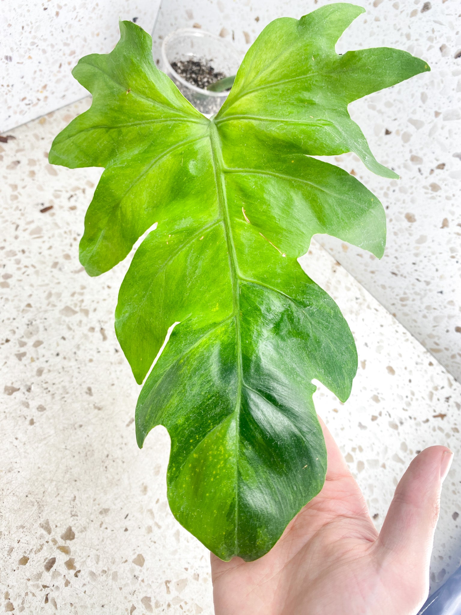 *Philodendron/Thaumatophyllum Radiatum Variegated 1 leaf (slightly rooted)