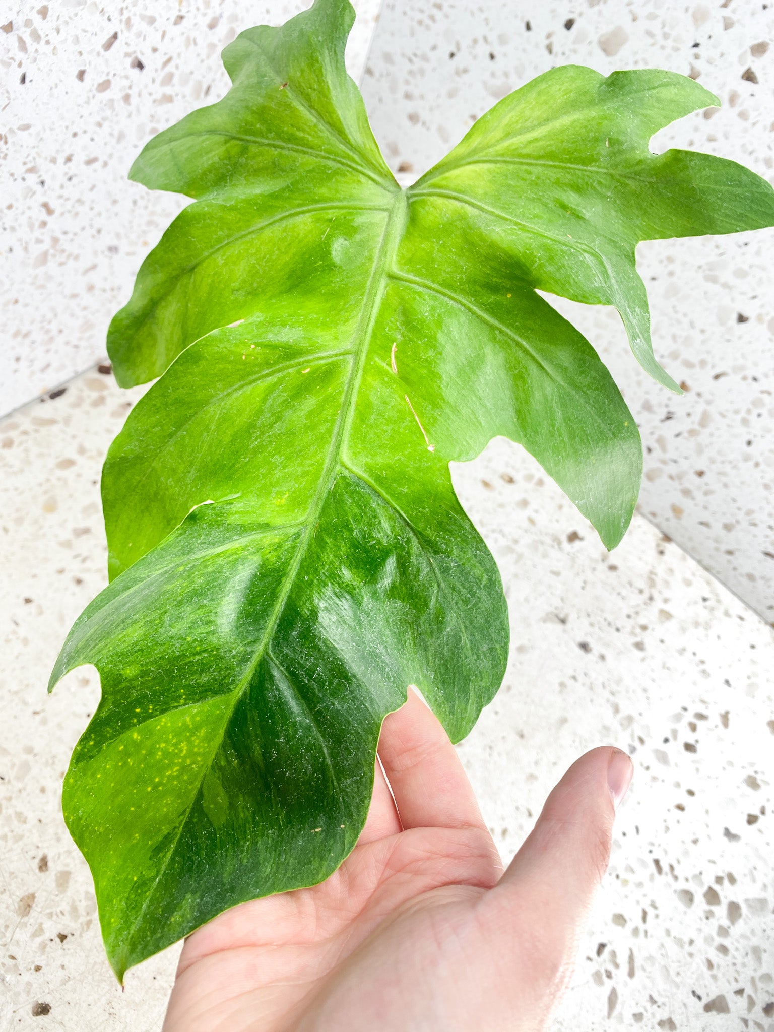 *Philodendron/Thaumatophyllum Radiatum Variegated 1 leaf (slightly rooted)