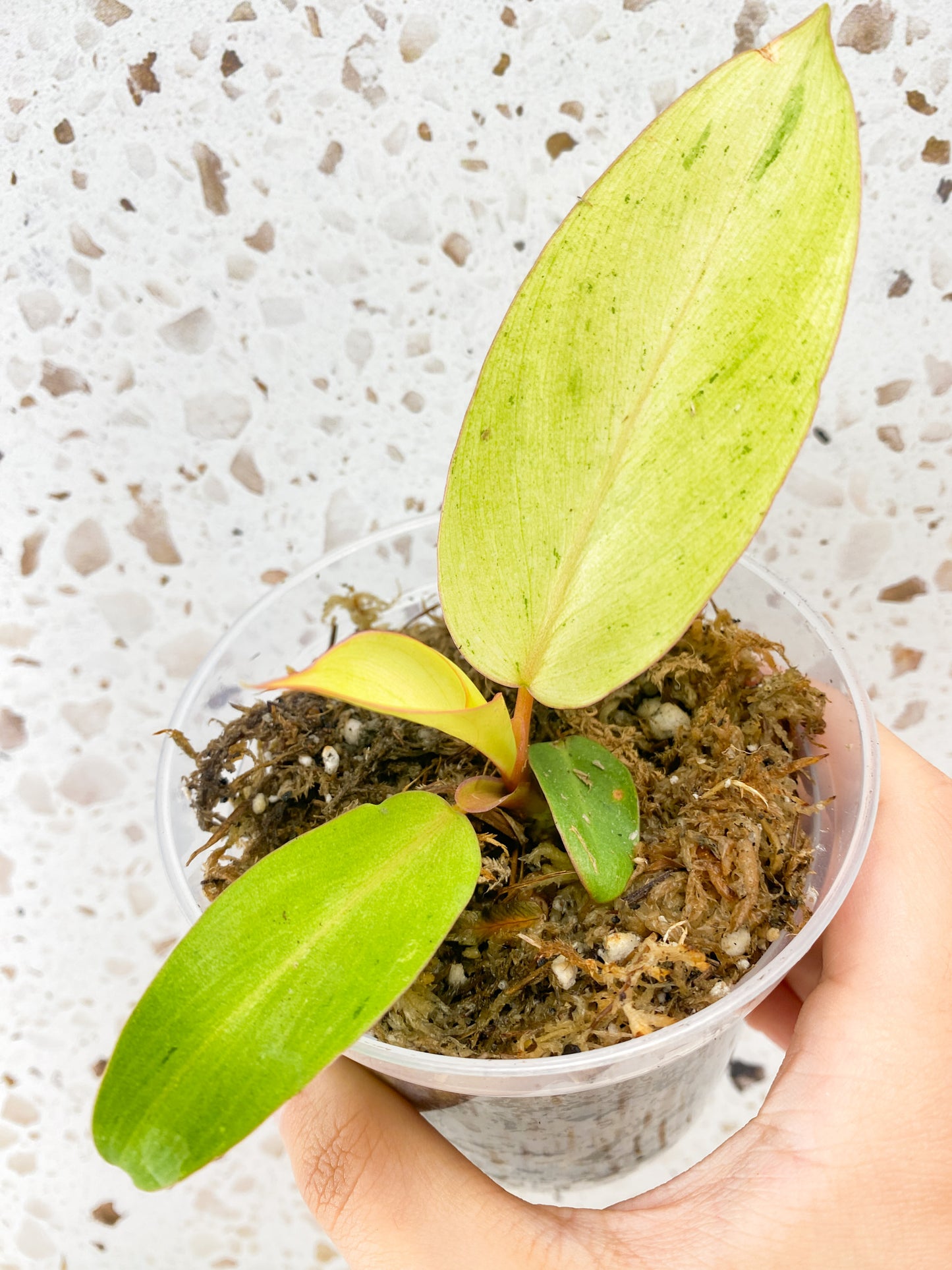 Philodendron Snowdrift 3 leaves 1 unfurling baby plant