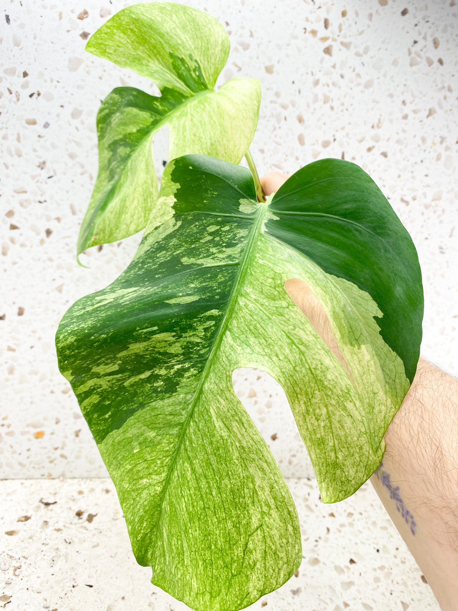 Unicorn: Monstera Mint NOID 2 leaf top cutting Rooted