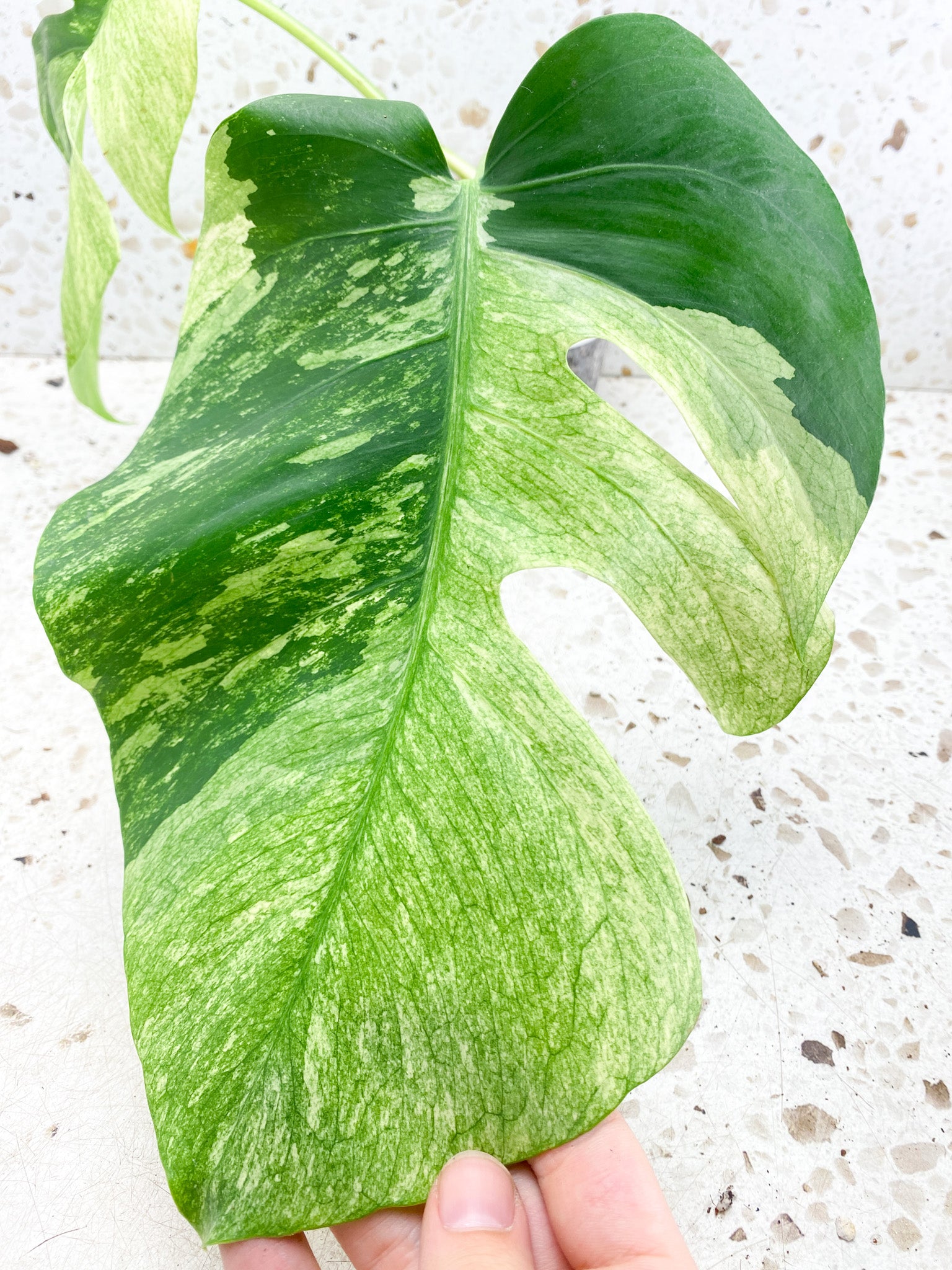 Unicorn: Monstera Mint NOID 2 leaf top cutting Rooted