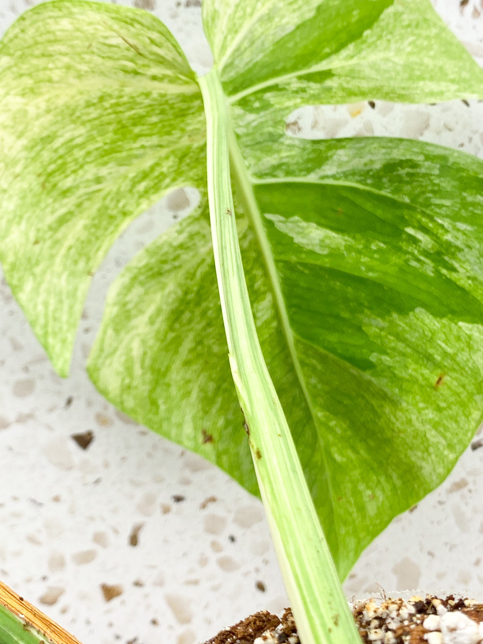 Unicorn: Monstera Mint NOID 2 leaf top cutting Rooted