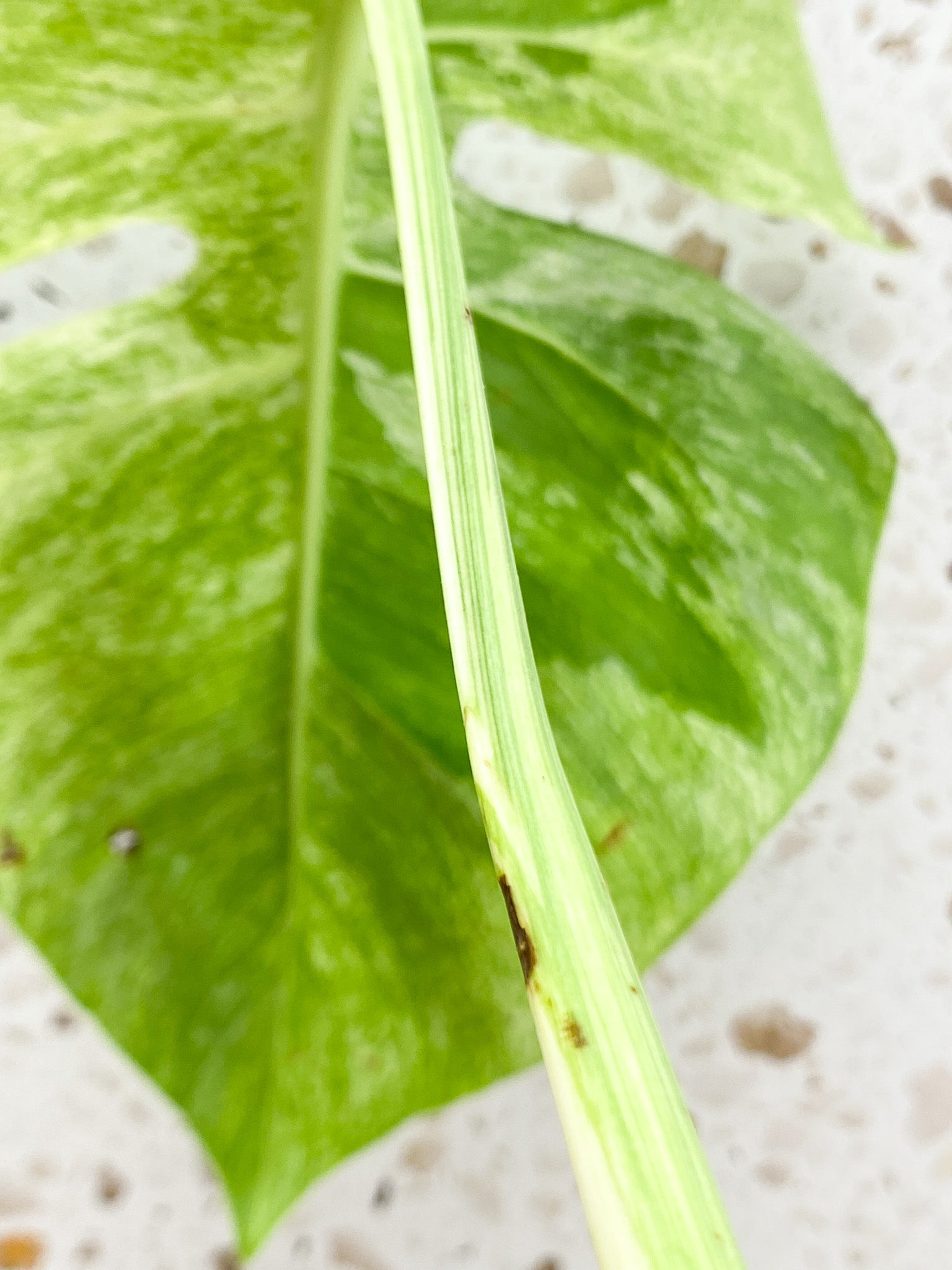 Unicorn: Monstera Mint NOID 2 leaf top cutting Rooted