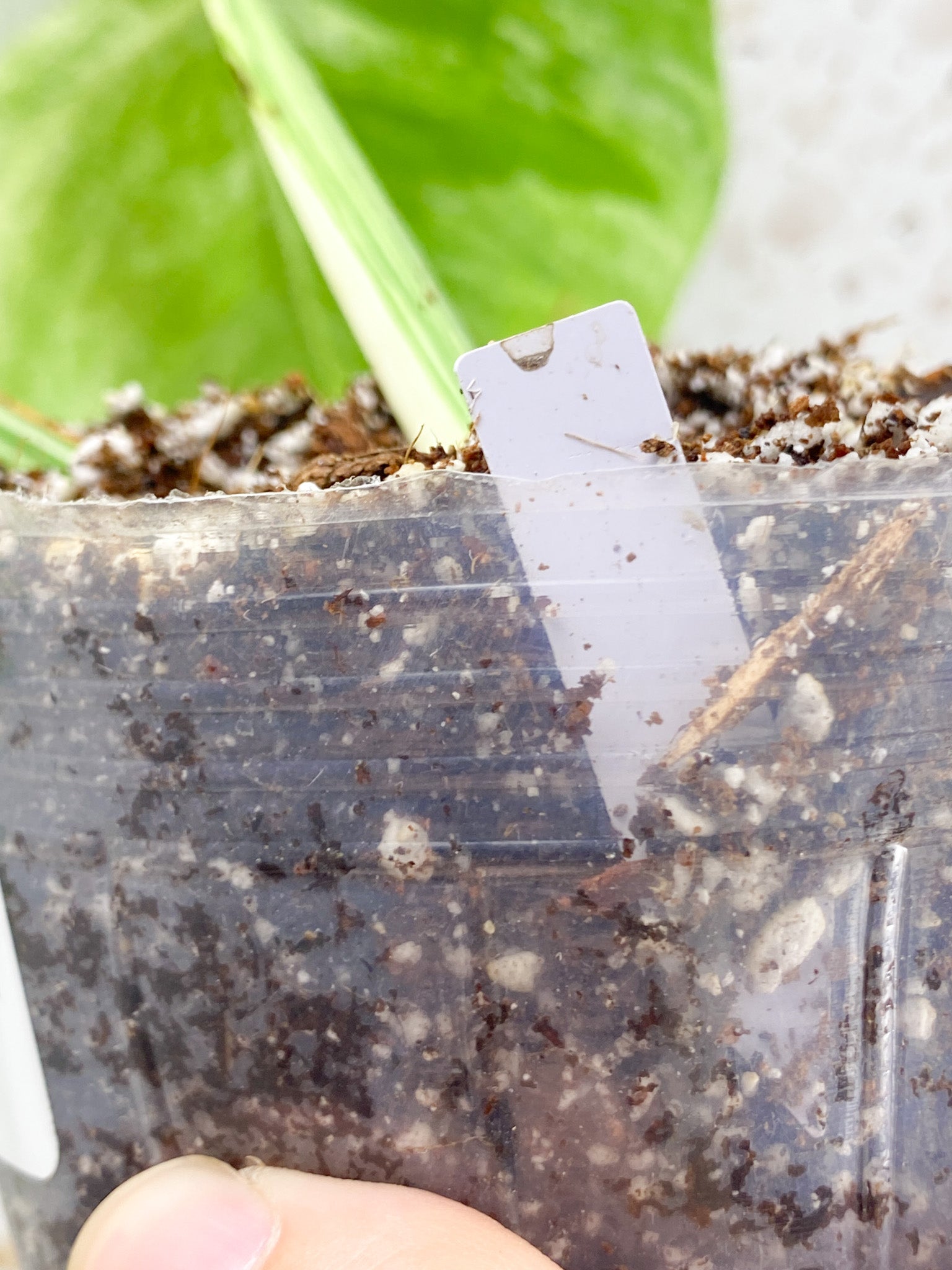 Unicorn: Monstera Mint NOID 2 leaf top cutting Rooted