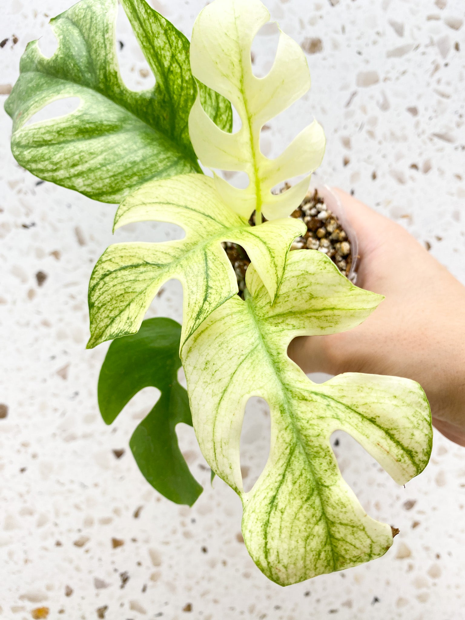 Unicorn: Mother plant Rhaphidophora Tetrasperma Variegated White Monster 5 leaf top cutting