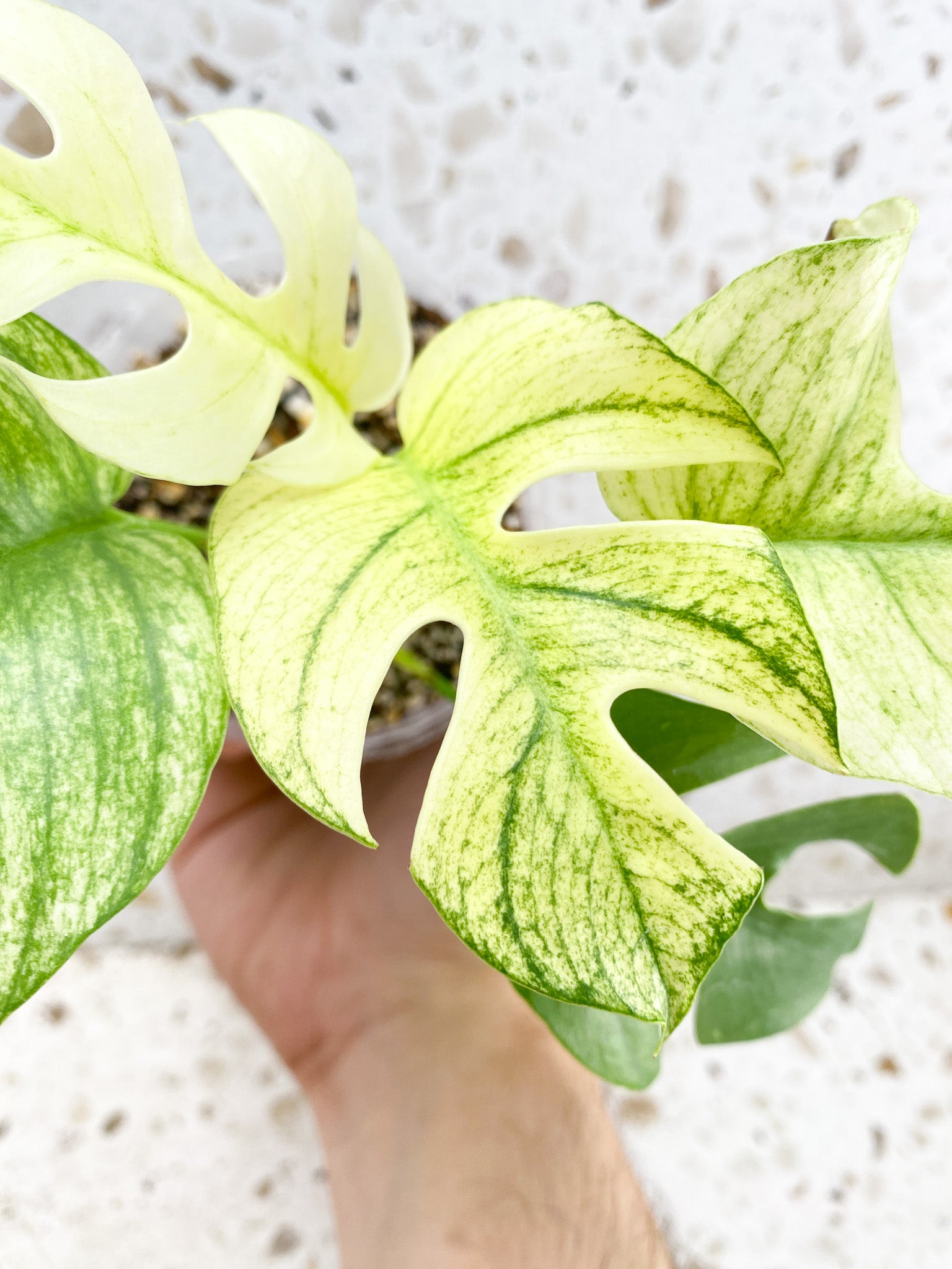 Unicorn: Mother plant Rhaphidophora Tetrasperma Variegated White Monster 5 leaf top cutting