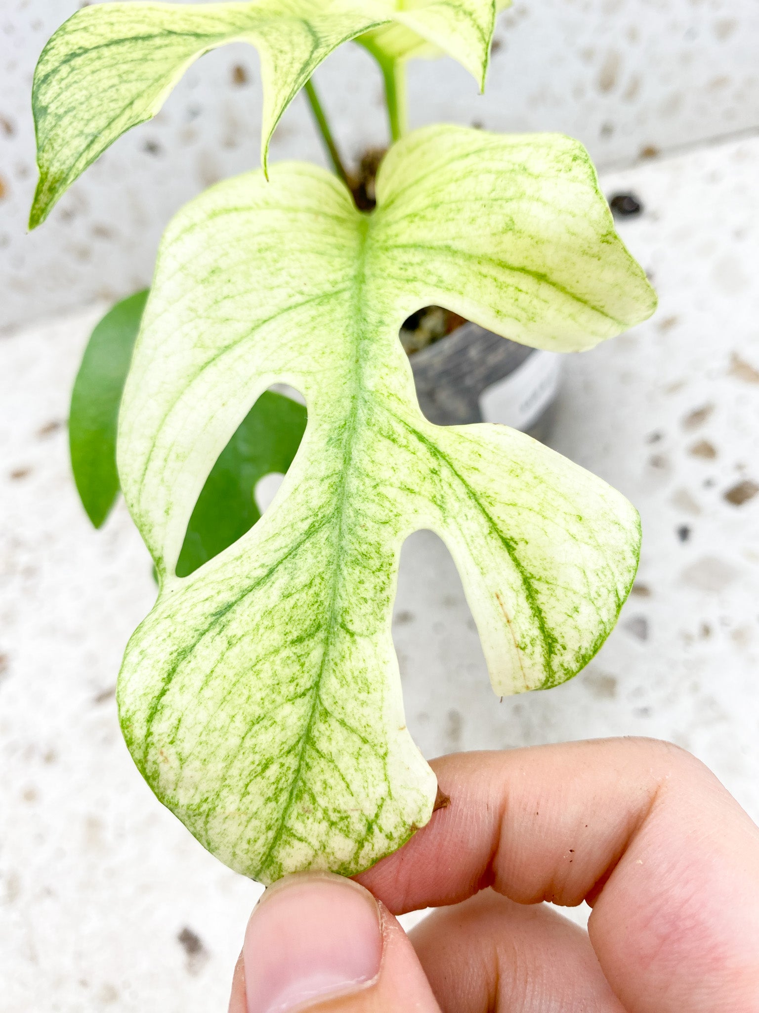 Unicorn: Mother plant Rhaphidophora Tetrasperma Variegated White Monster 5 leaf top cutting