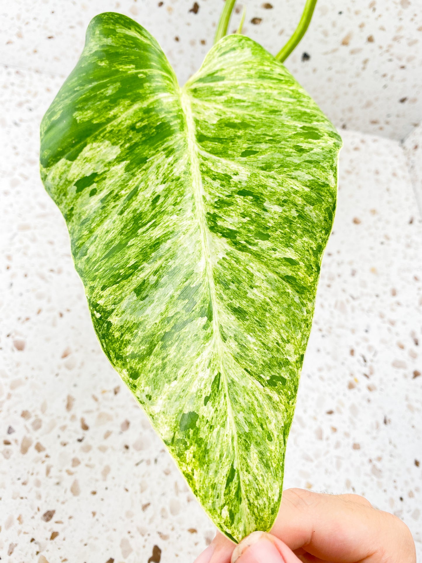 Philodendron Giganteum Blizzard Variegated 3 leaves 1 shoot