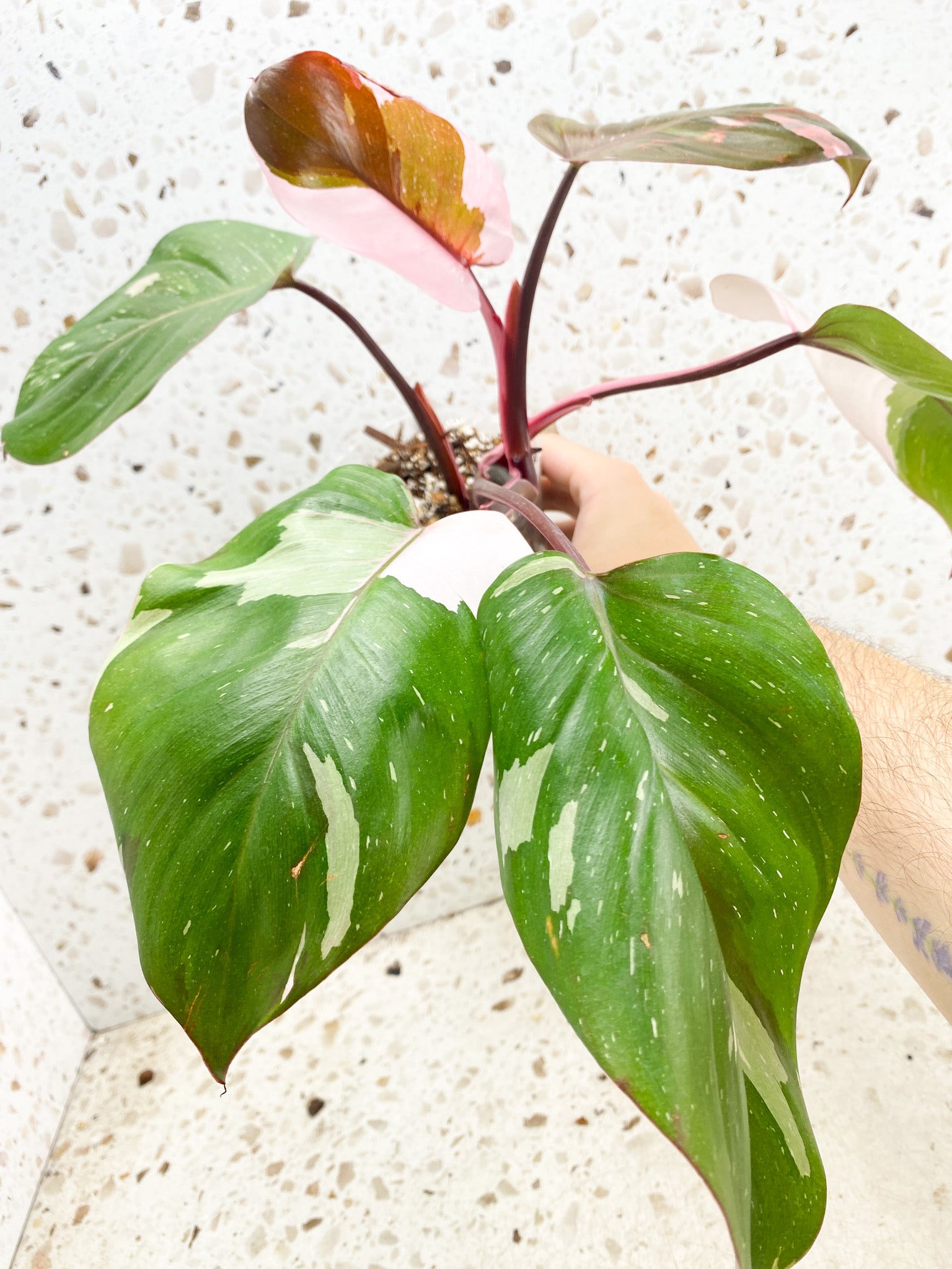 Philodendron Variegated Red Anderson store Rooted Top Cutting